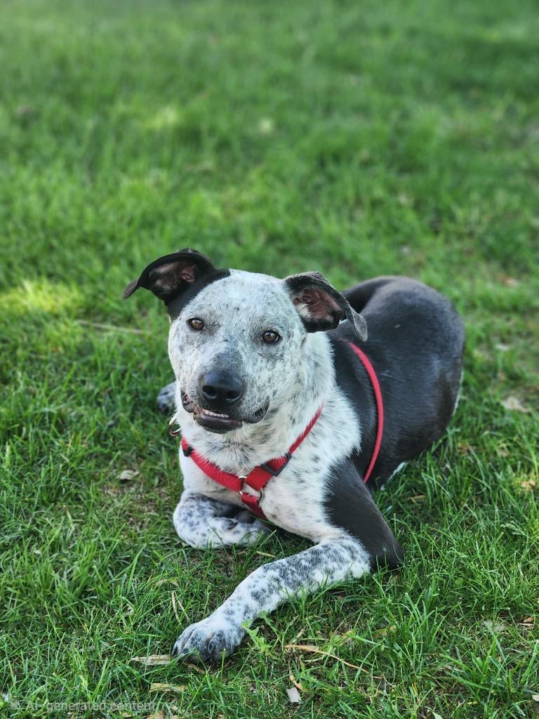 Noah - Foster to Adopt, a Adoptable mixed breed in Savage, MN image 4/5
