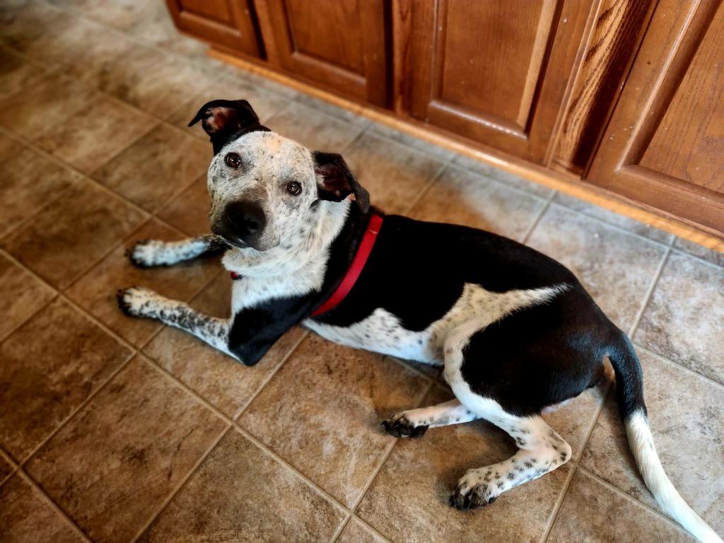 Noah - Foster to Adopt, a Adoptable mixed breed in Savage, MN image 5/5