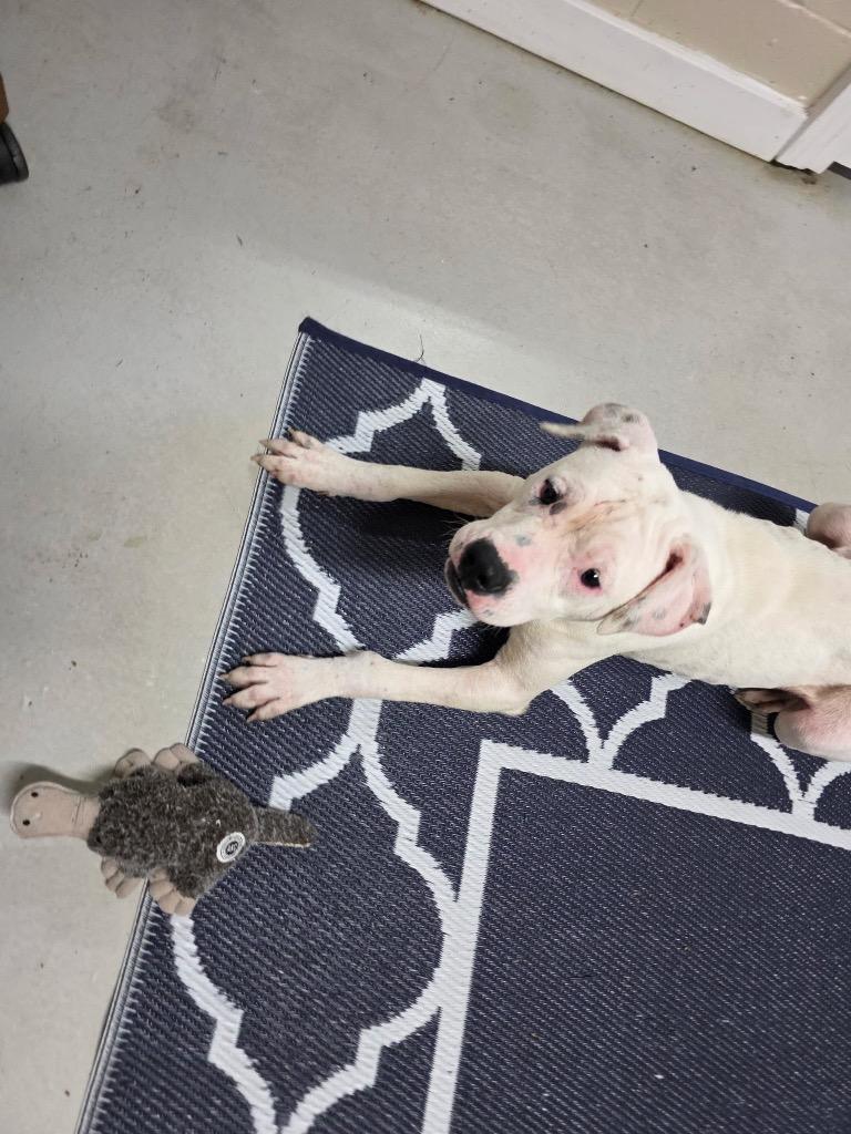 Enlarge Radar *DEAF*, a Adoptable American Bulldog in Metter, GA image 1/1