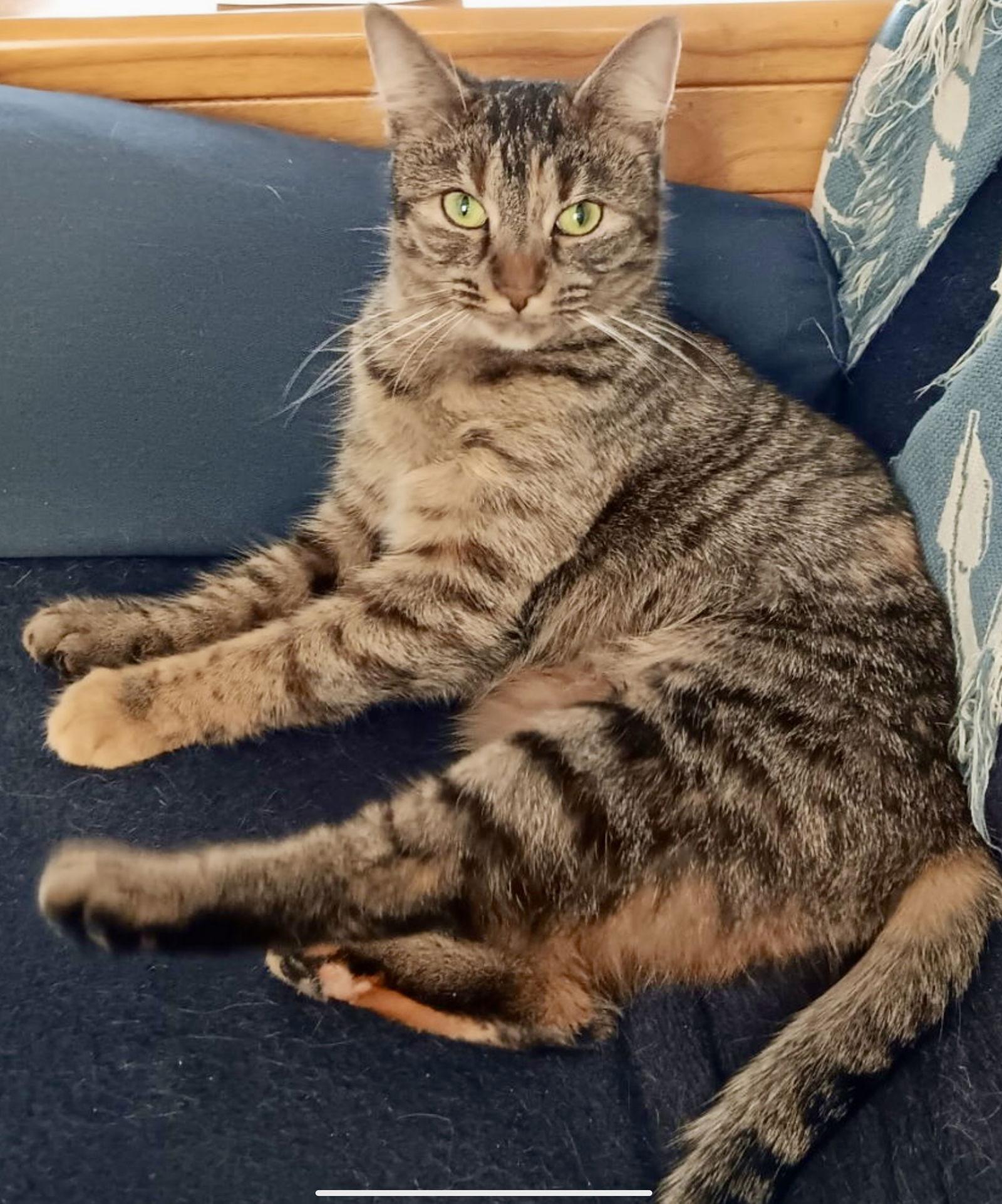 Smokey Girl, Adoptable, Adult Female Domestic Short Hair & Tabby.