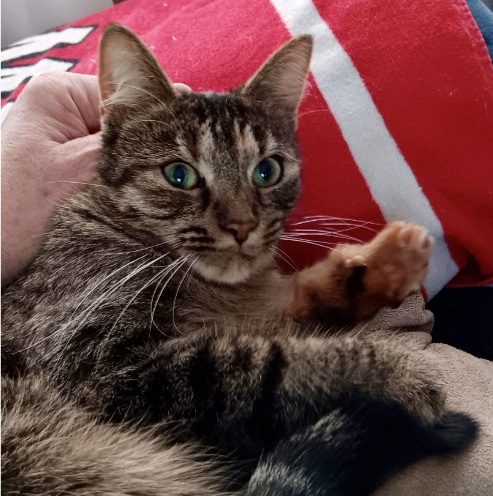 Enlarge Smokey Girl, a Adoptable mixed breed in Walled Lake, MI image 2/3