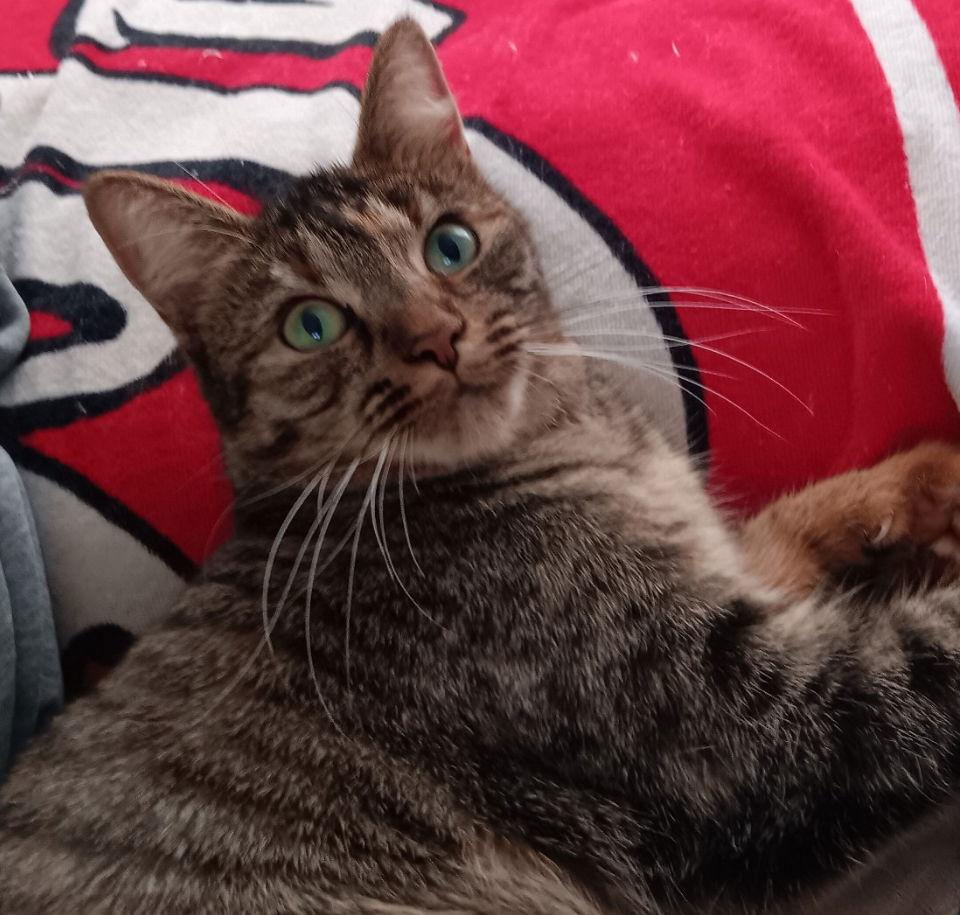 Enlarge Smokey Girl, a Adoptable mixed breed in Walled Lake, MI image 3/3