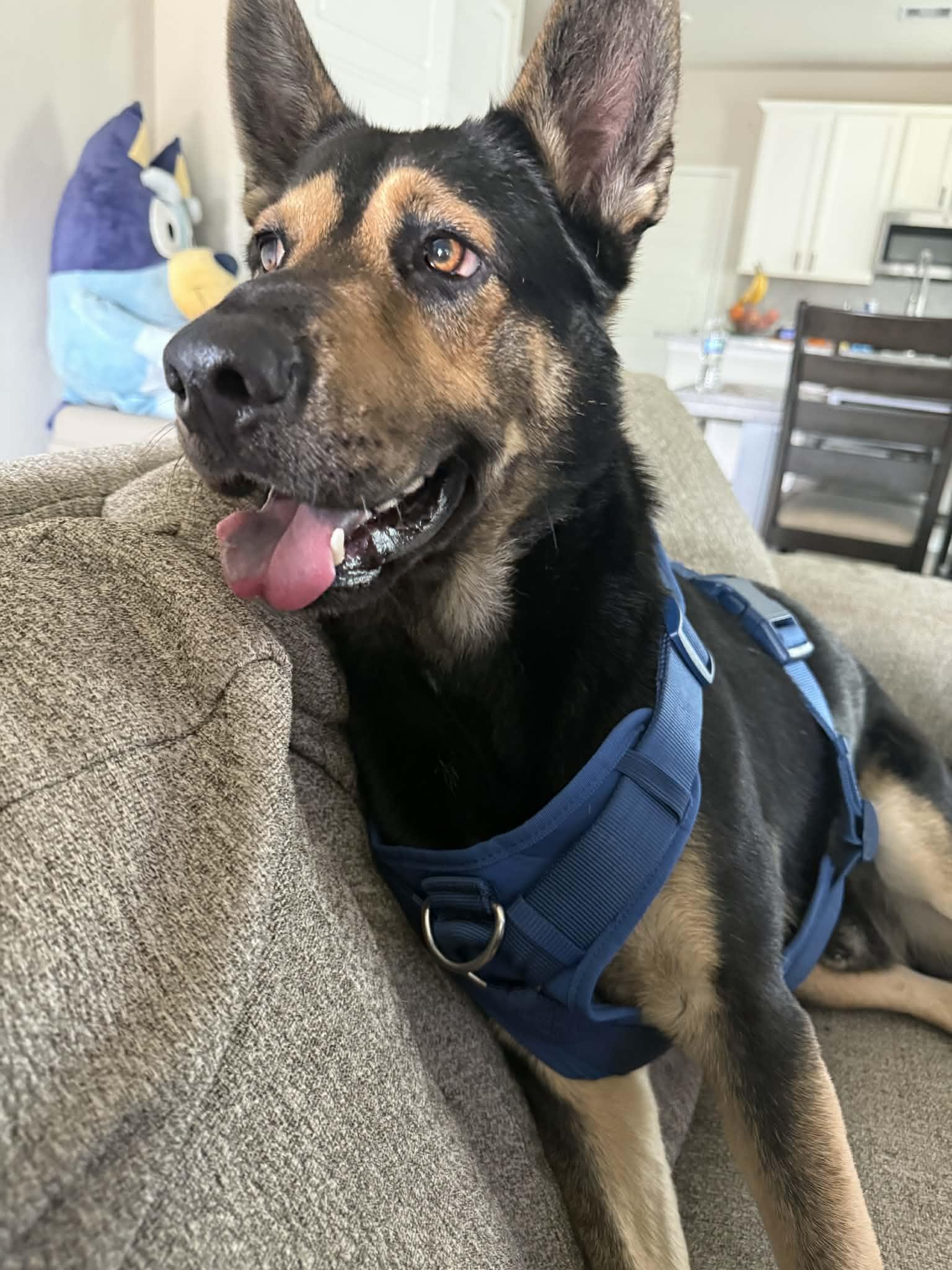 REX GS — thumbnail 4