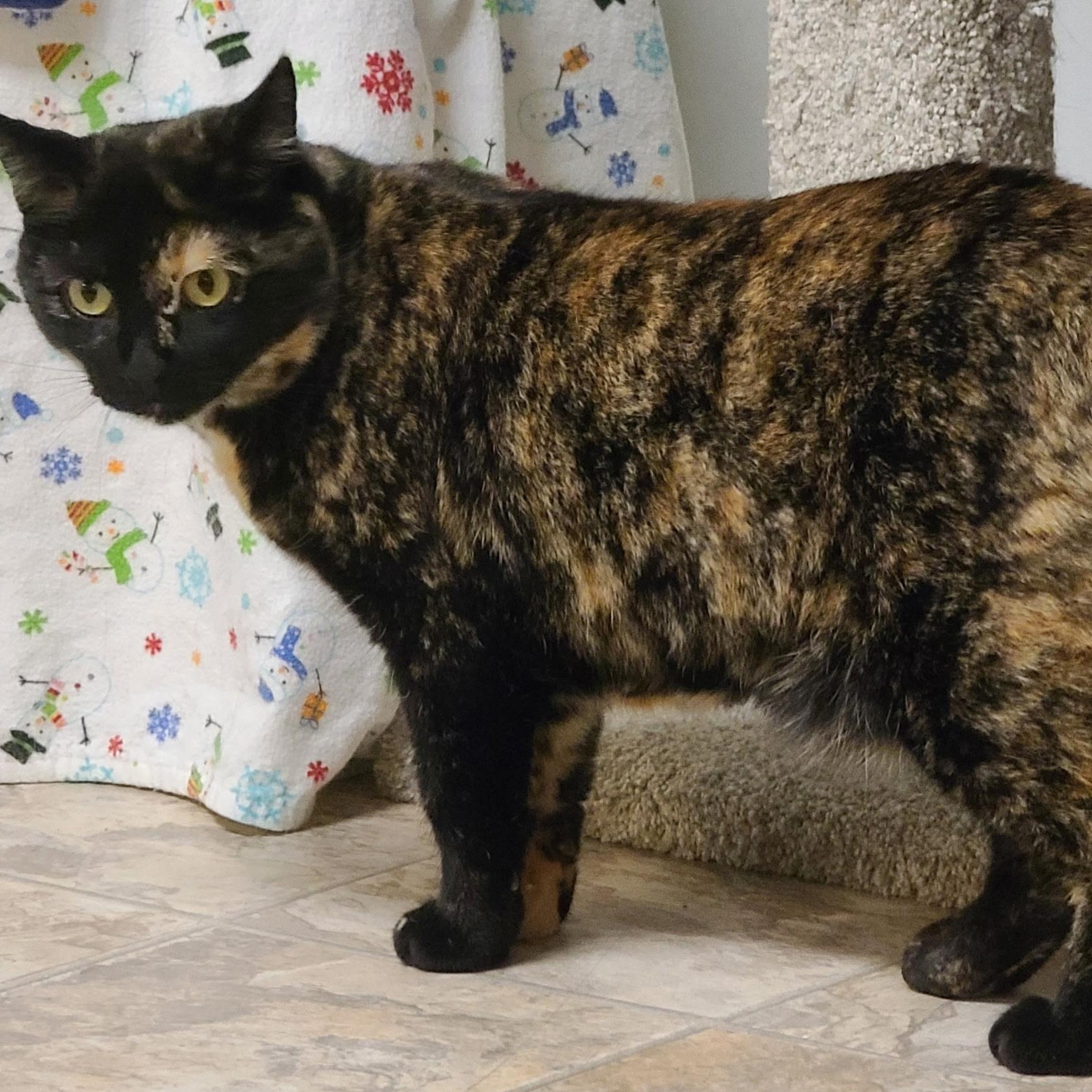 Enlarge Ahsoka, a ADOPTABLE mixed breed in Germansville, PA image 4/6