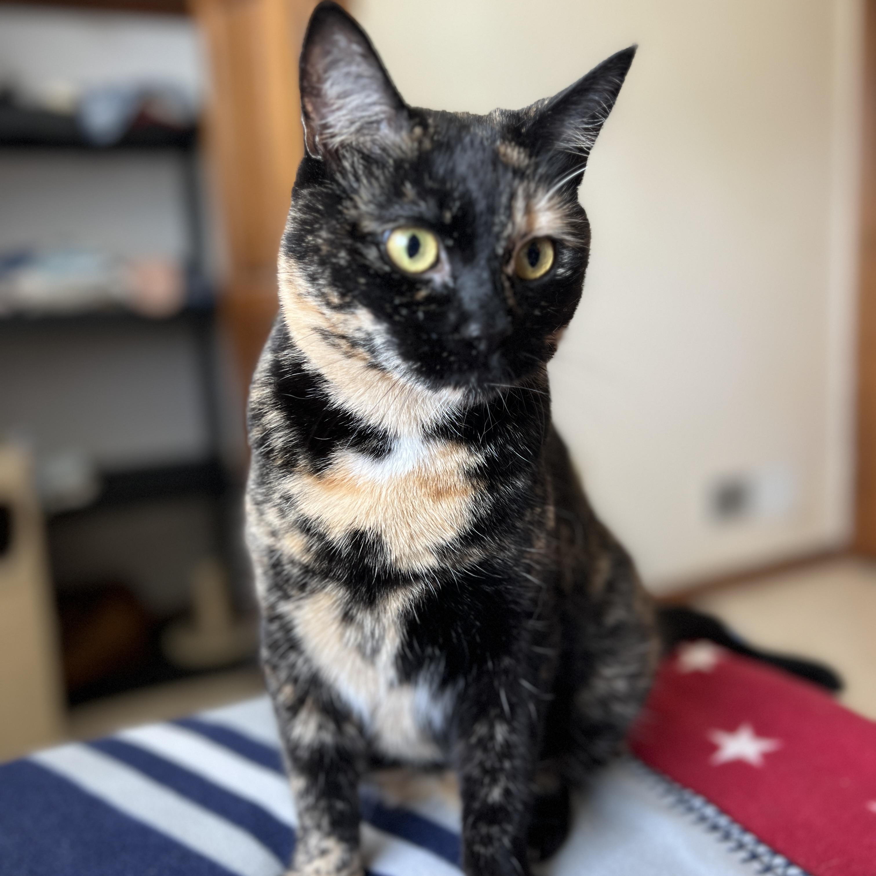 Enlarge Ahsoka, a ADOPTABLE mixed breed in Germansville, PA image 6/6