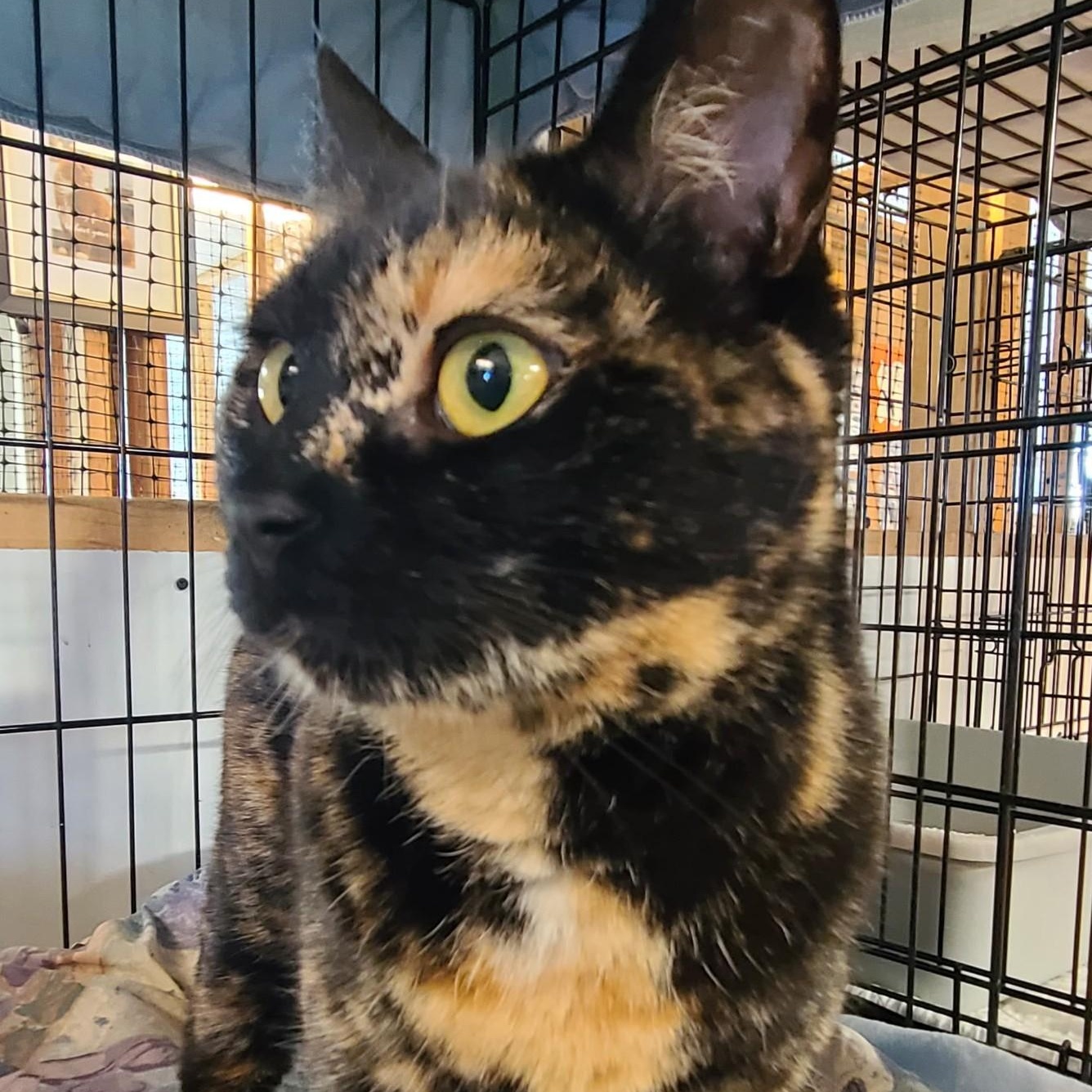 Enlarge Ahsoka, a ADOPTABLE mixed breed in Germansville, PA image 2/6