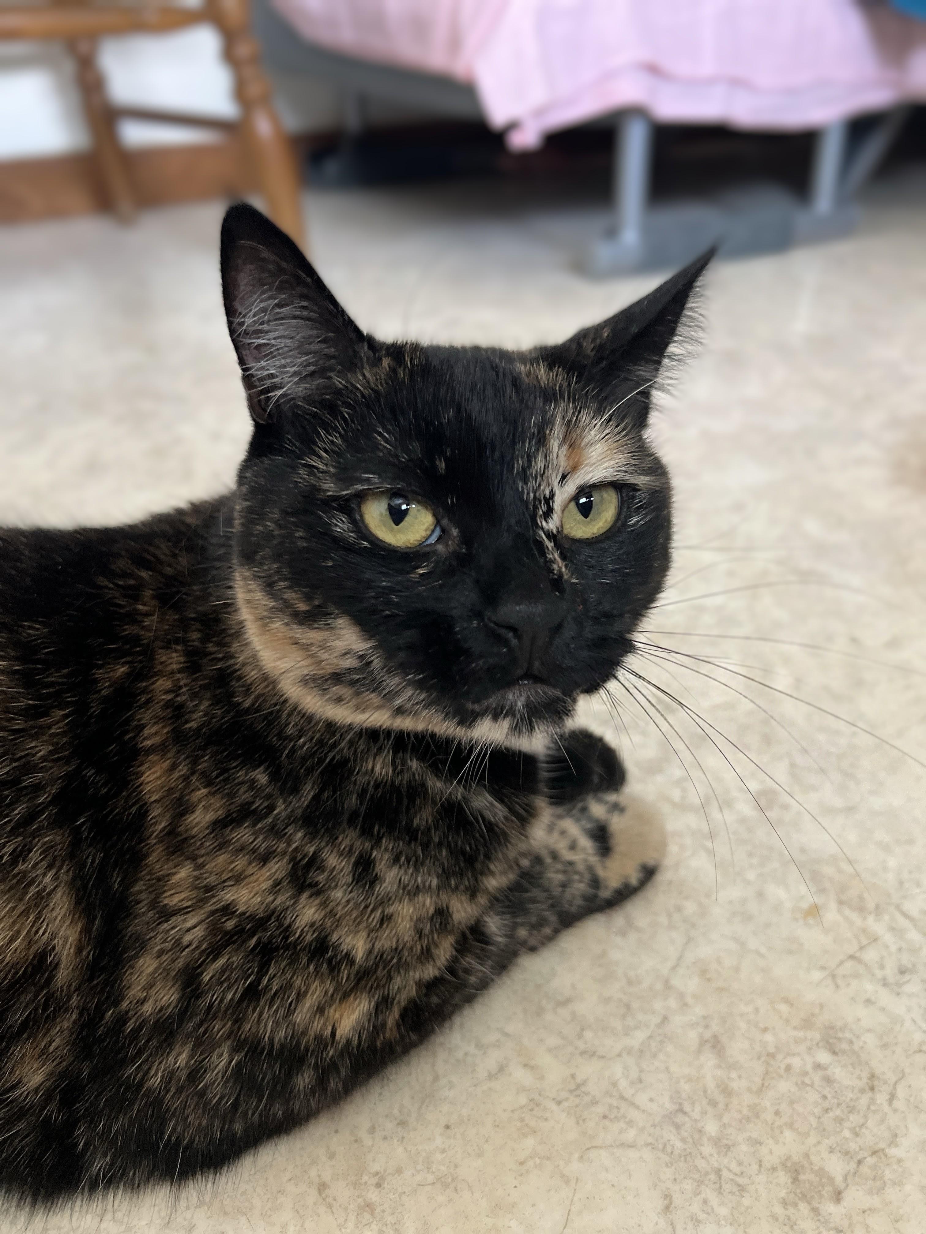 Enlarge Ahsoka, a ADOPTABLE mixed breed in Germansville, PA image 3/6