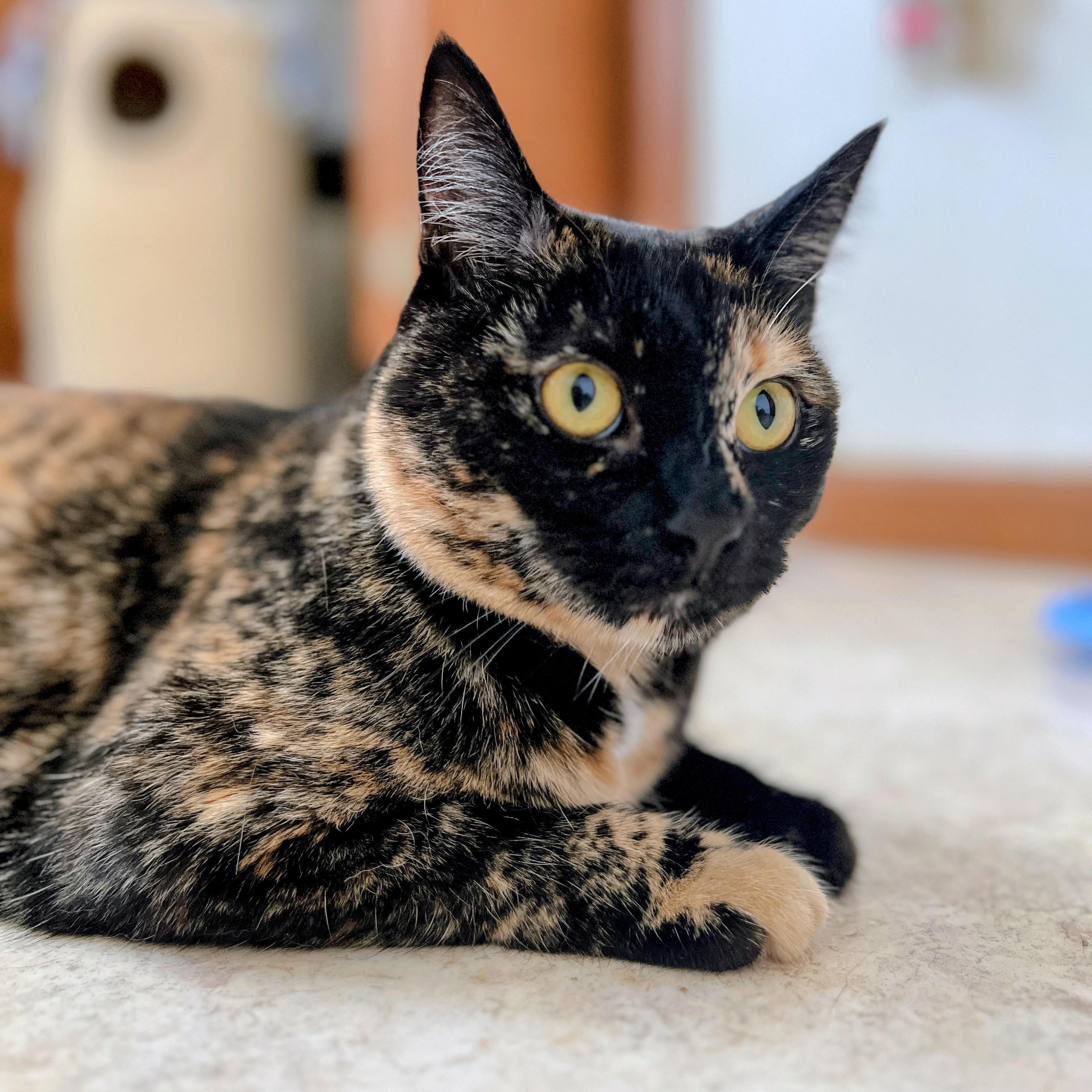 Ahsoka, ADOPTABLE, Adult Female Domestic Short Hair & Tortoiseshell.