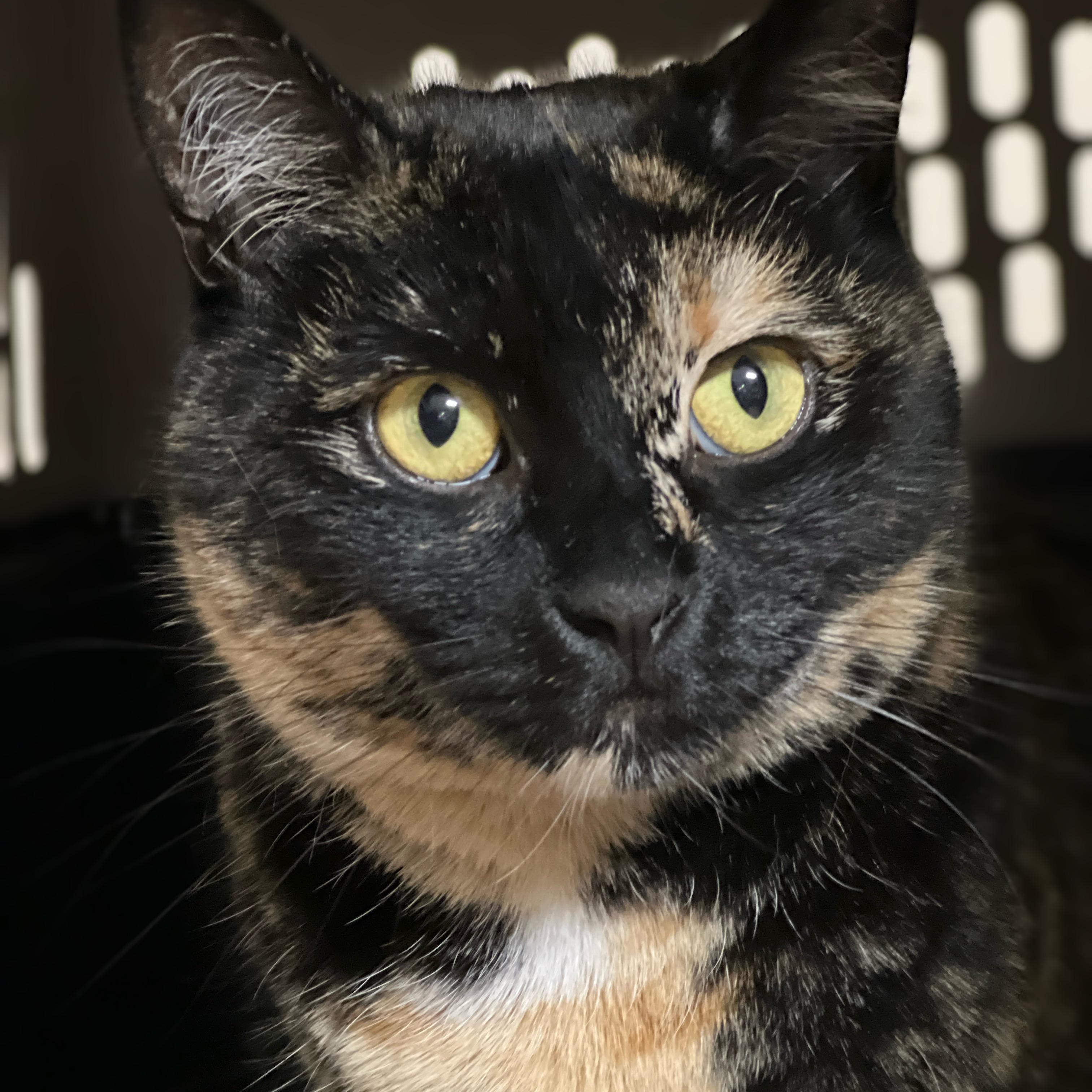 Enlarge Ahsoka, a ADOPTABLE mixed breed in Germansville, PA image 5/6