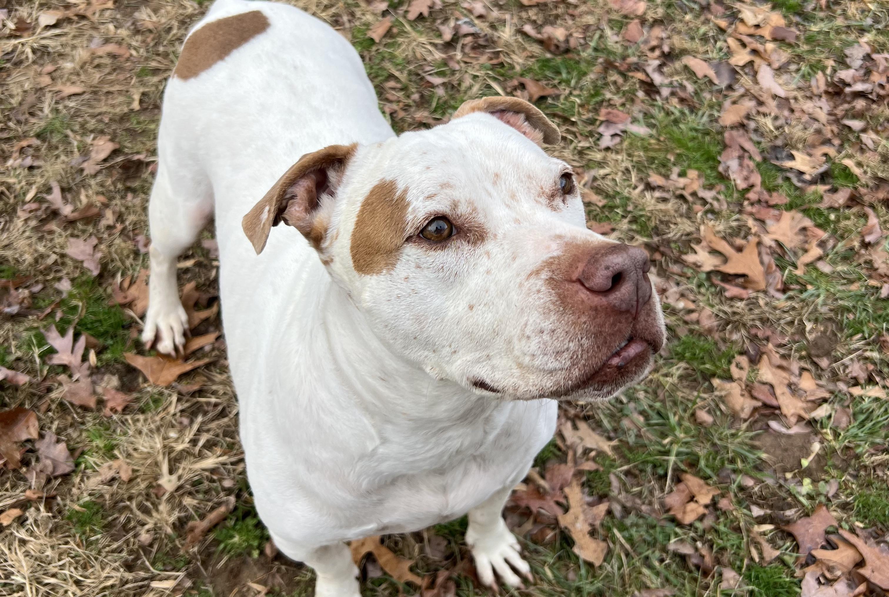 Enlarge Evan, a Adoptable mixed breed in Gaithersburg, MD image 2/6