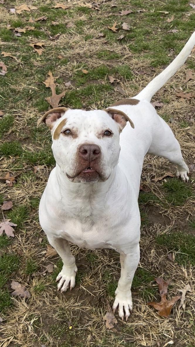 Enlarge Evan, a Adoptable mixed breed in Gaithersburg, MD image 3/6