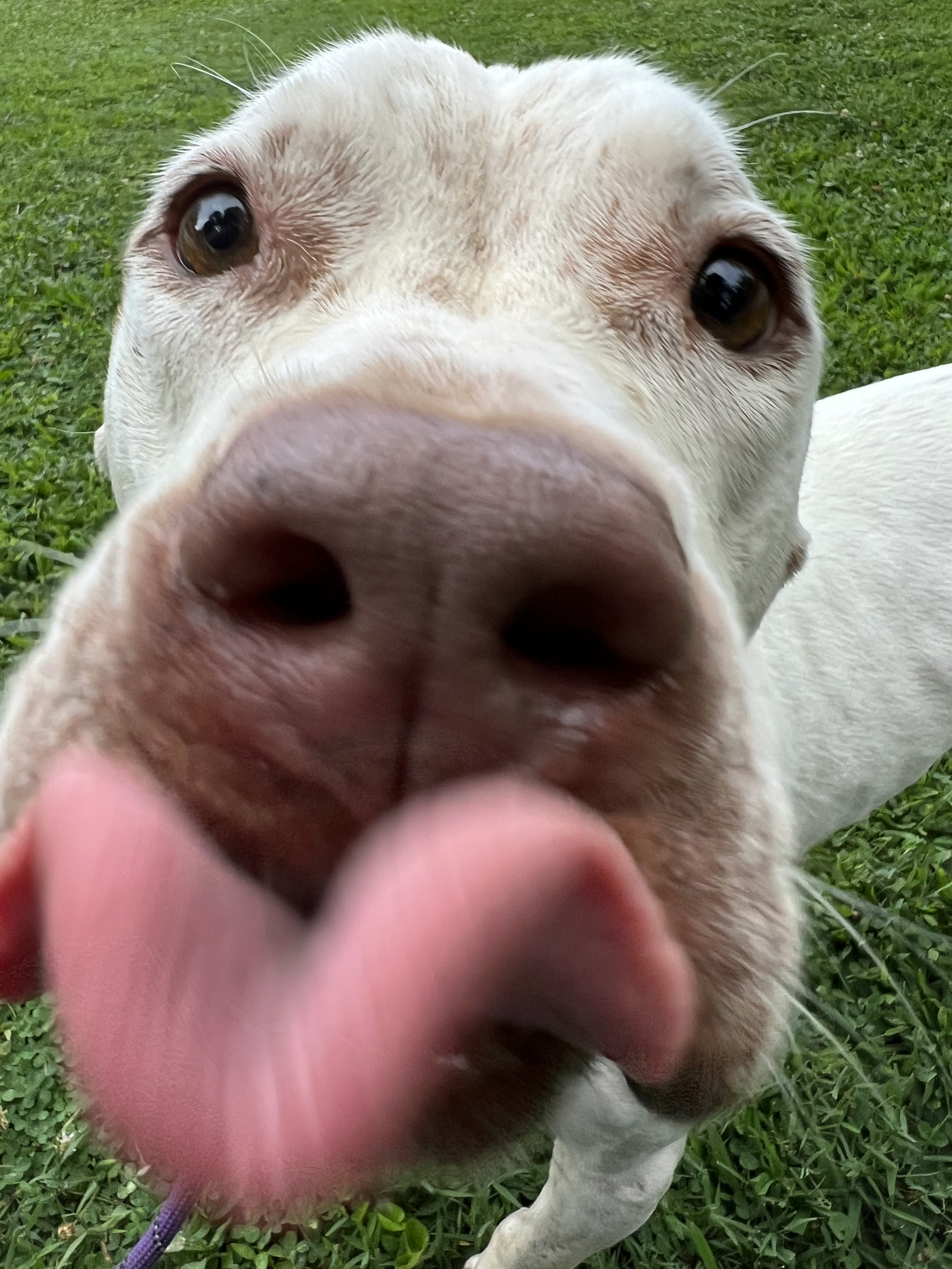 Enlarge Evan, a Adoptable mixed breed in Gaithersburg, MD image 5/6