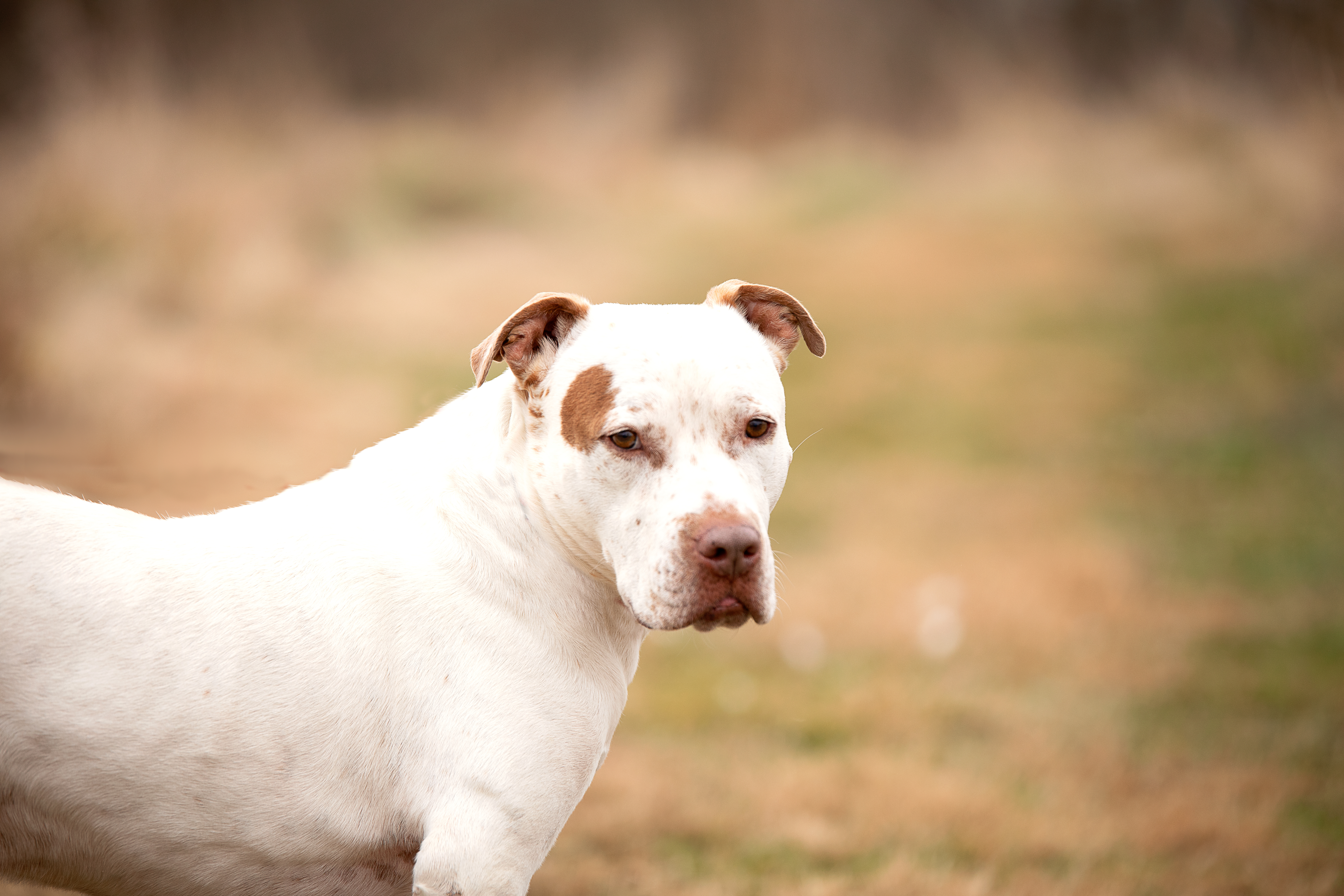 Enlarge Evan, a Adoptable mixed breed in Gaithersburg, MD image 4/6