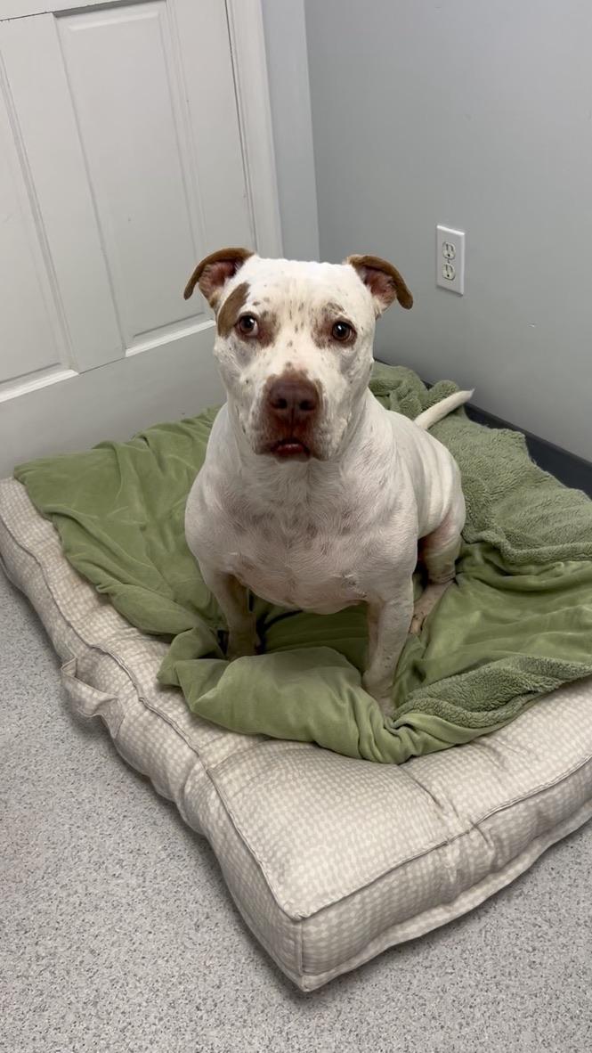 Enlarge Evan, a Adoptable mixed breed in Gaithersburg, MD image 1/6