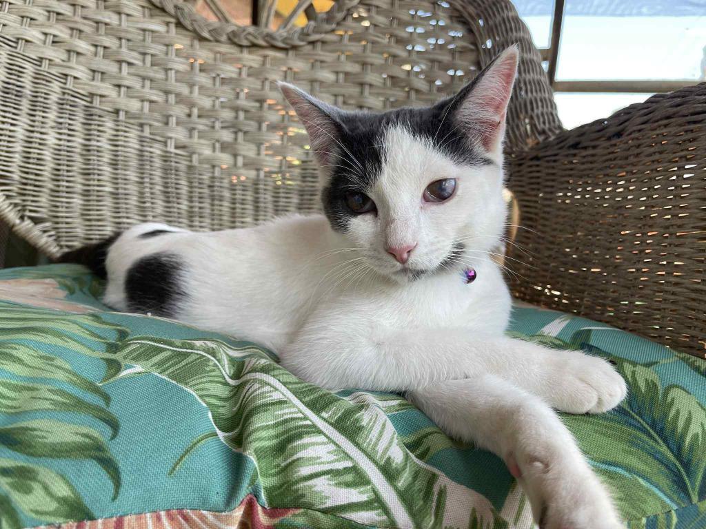 Opal, Adoptable, Young Female Domestic Long Hair.