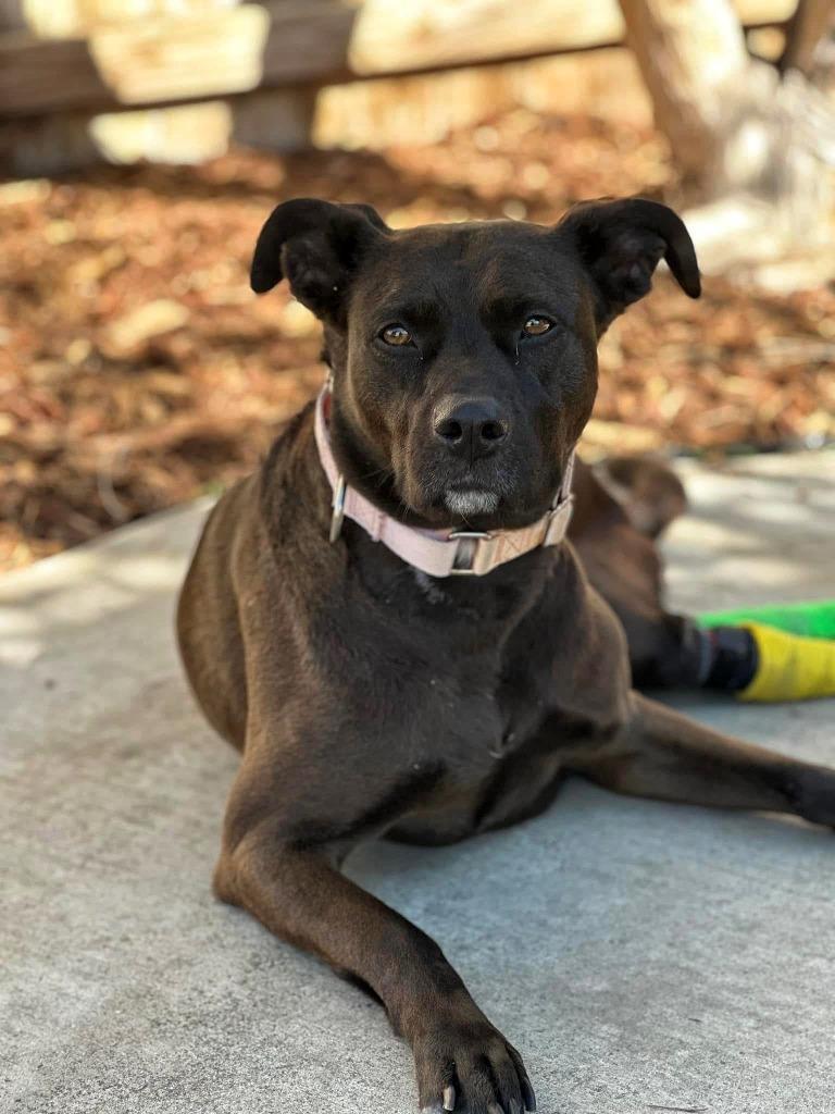 Enlarge Baby Bailey, a Adoptable mixed breed in Tehachapi, CA image 2/3