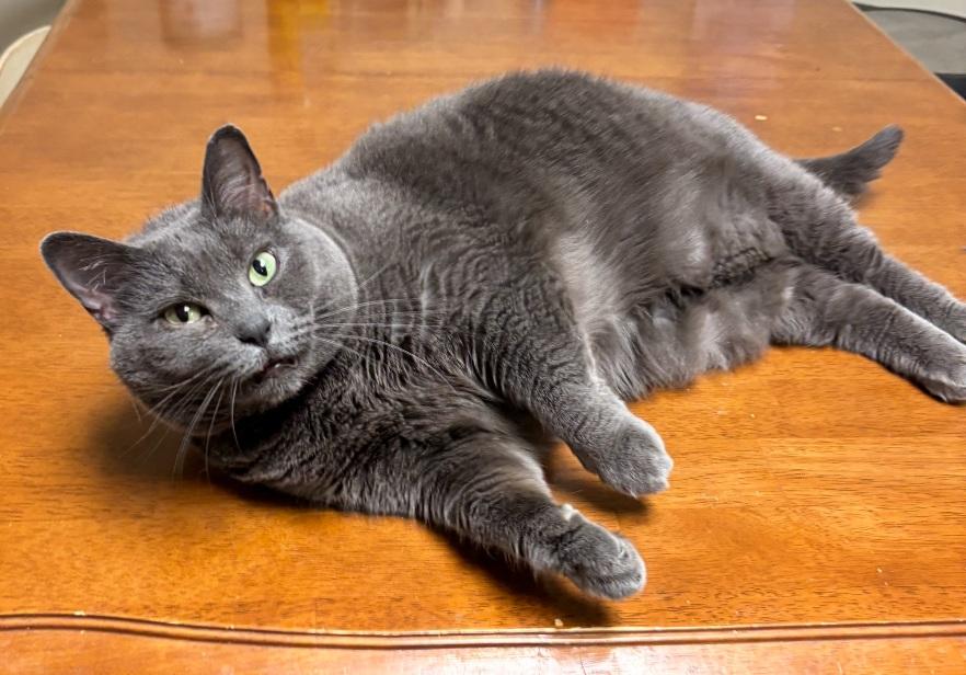 Sissy, a Adoptable Russian Blue in Homewood, AL image 1/2