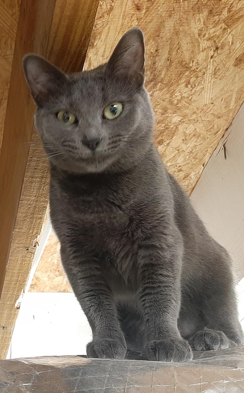 Sissy, a Adoptable Russian Blue in Homewood, AL image 2/2