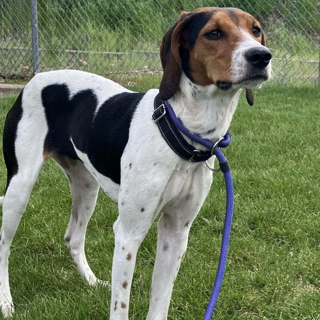 Hula, Adoptable, Young Female Treeing Walker Coonhound.