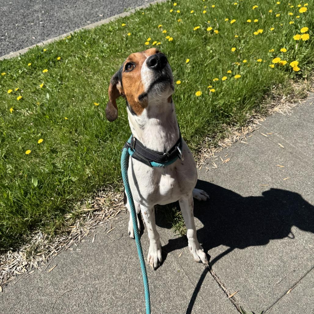 Enlarge Hula, a Adoptable Treeing Walker Coonhound in Spokane, WA image 2/5