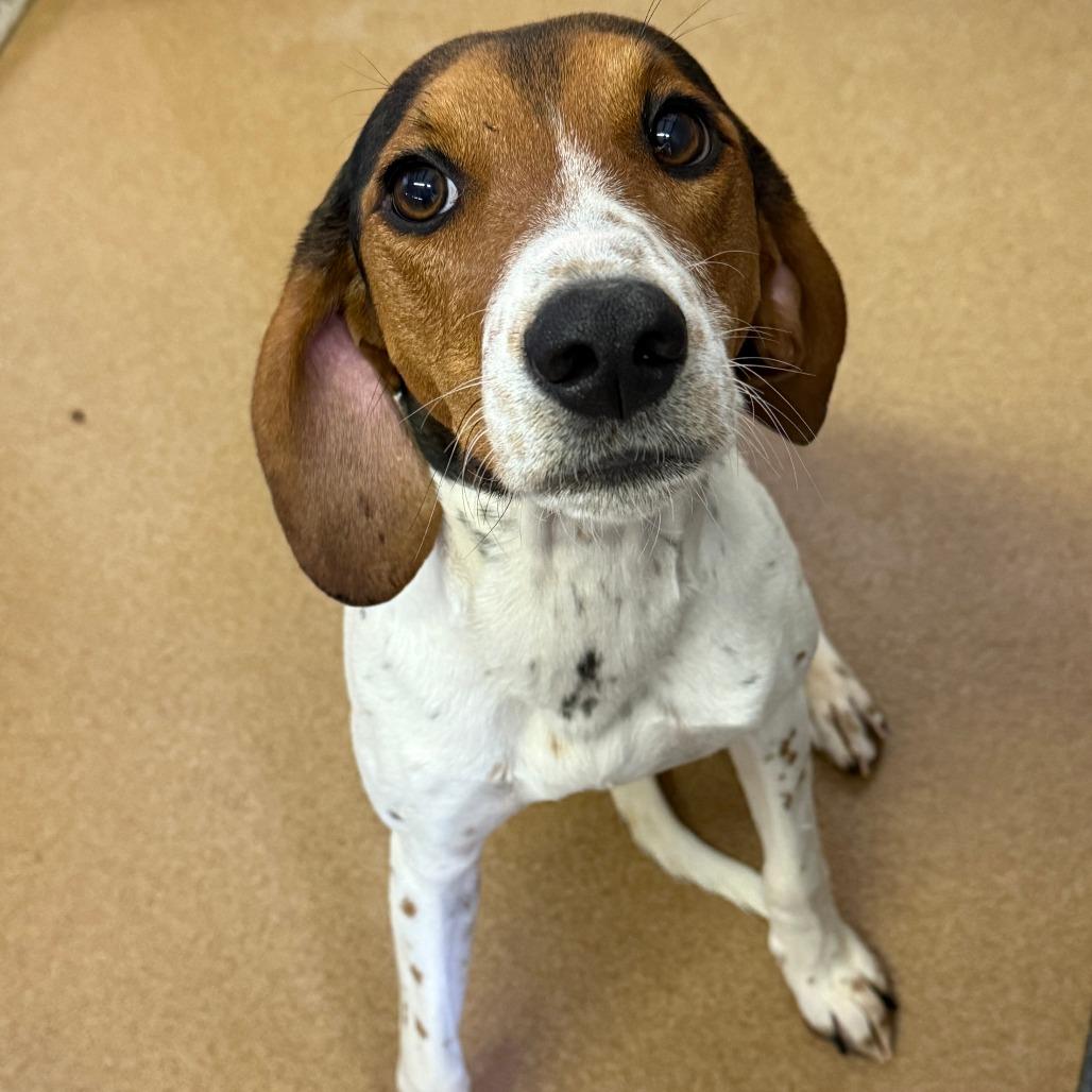 Enlarge Hula, a Adoptable Treeing Walker Coonhound in Spokane, WA image 3/5