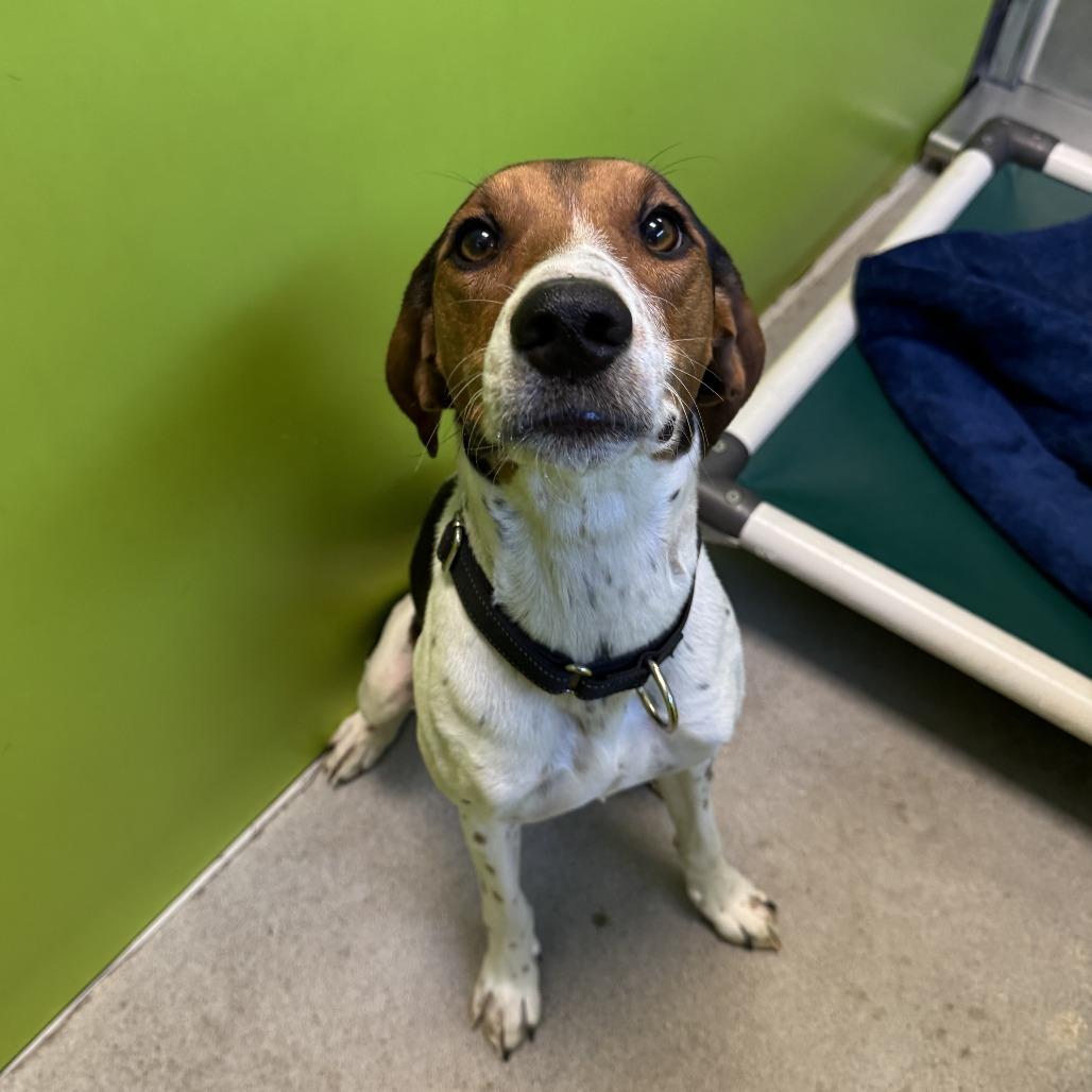 Enlarge Hula, a Adoptable Treeing Walker Coonhound in Spokane, WA image 4/5