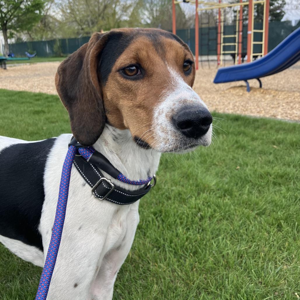 Enlarge Hula, a Adoptable Treeing Walker Coonhound in Spokane, WA image 5/5