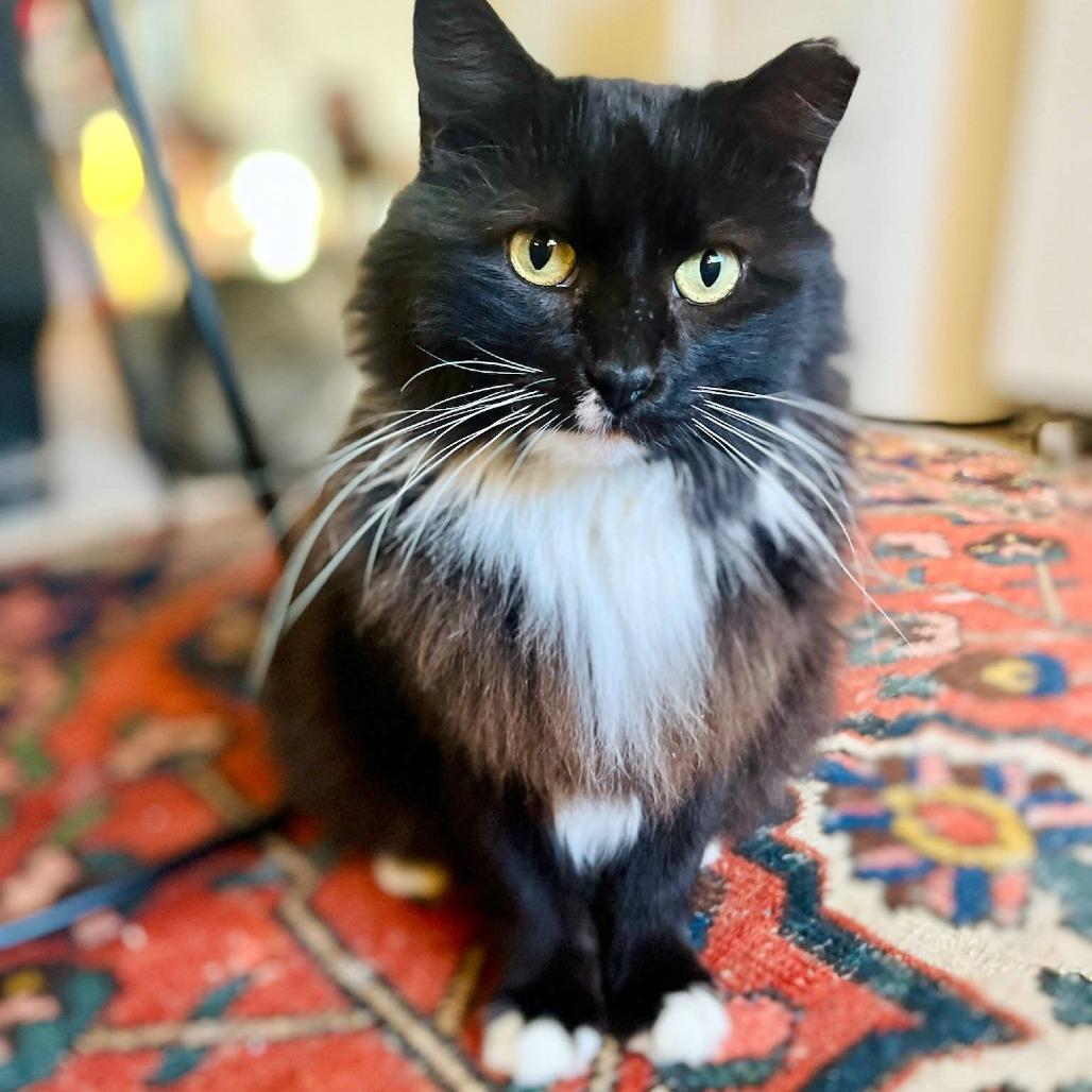Enlarge Kathryn, a Adoptable Domestic Long Hair in FAIRWAY, KS image 1/1
