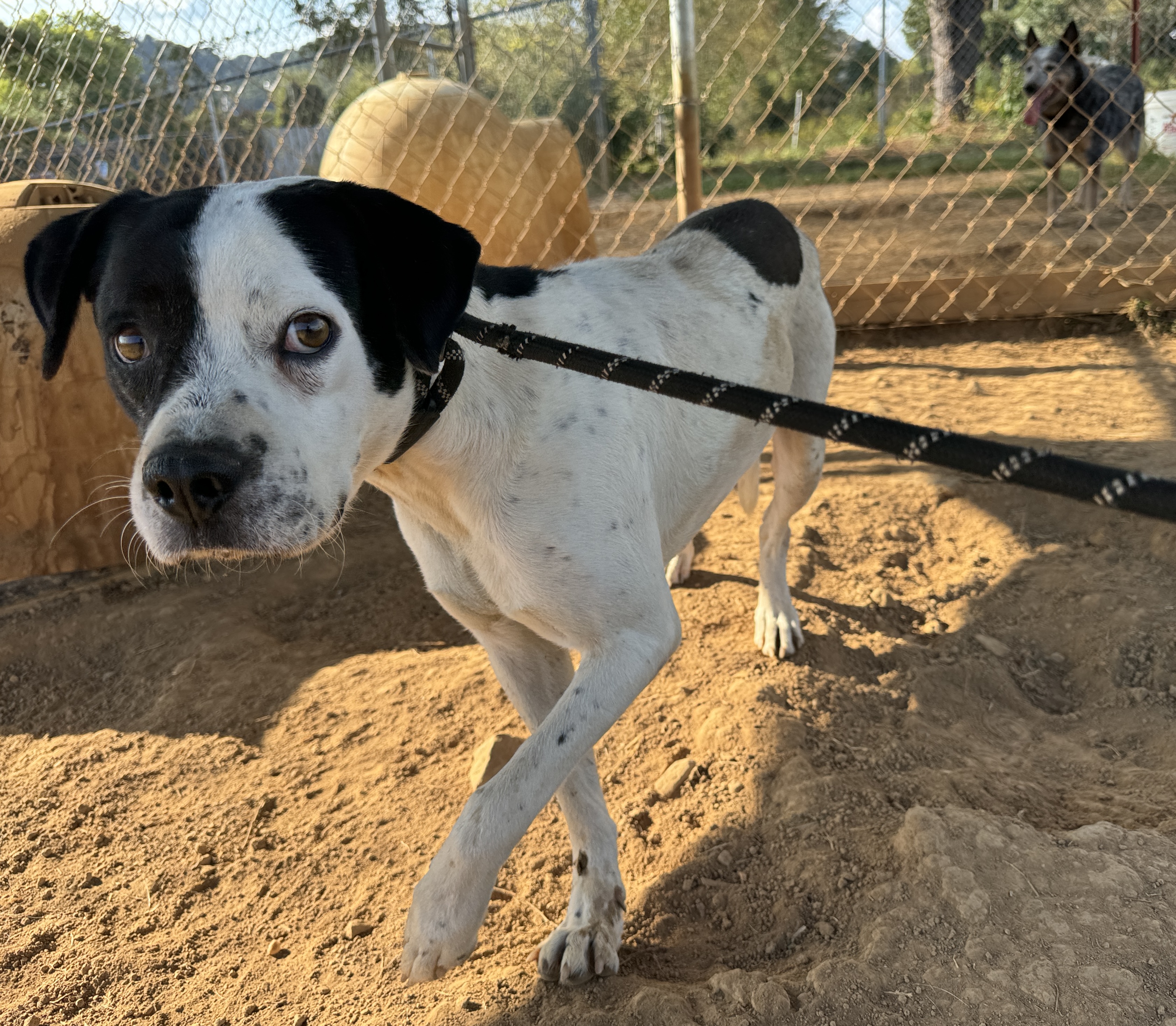 Petey, a Adoptable mixed breed in Rogersville, TN image 1/3