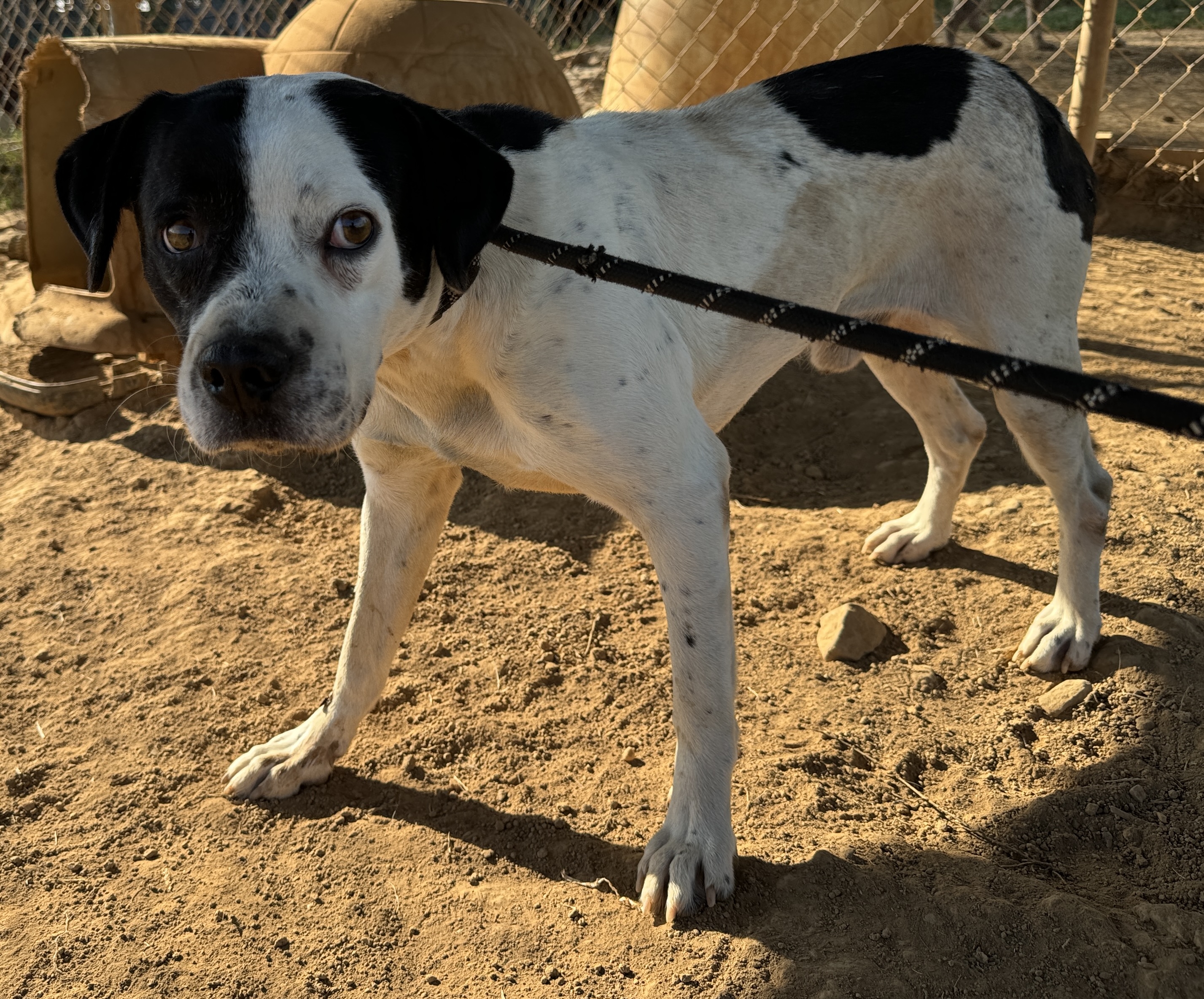 Petey, Adoptable, Adult Male Australian Cattle Dog / Blue Heeler & Border Collie.
