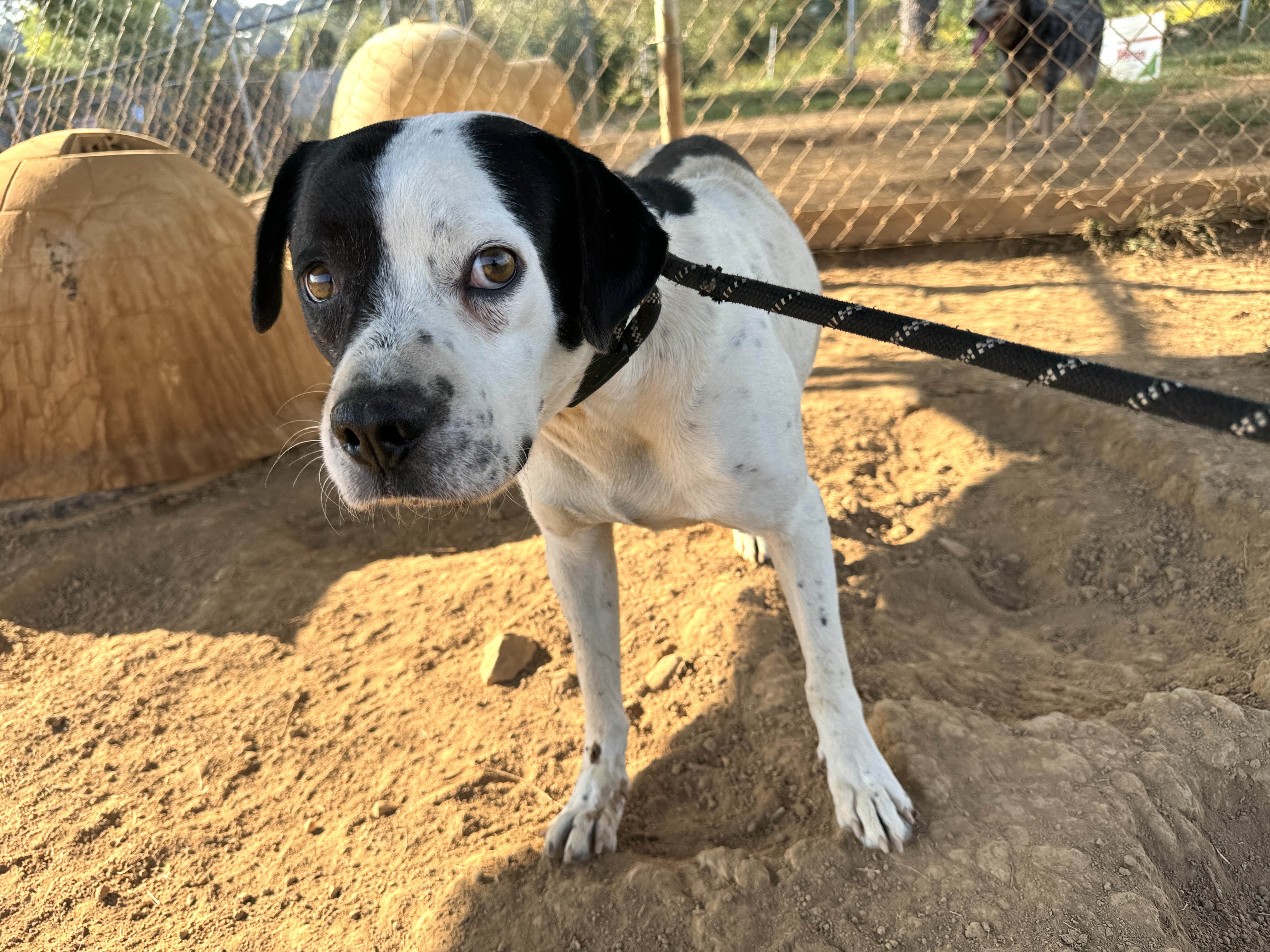 Petey, a Adoptable mixed breed in Rogersville, TN image 3/3