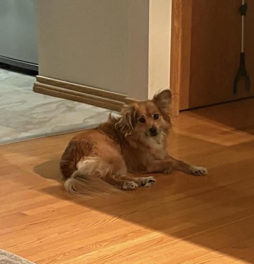 Enlarge Lilly (PPG), an adopted mixed breed in Winnipeg, MB image 4/5