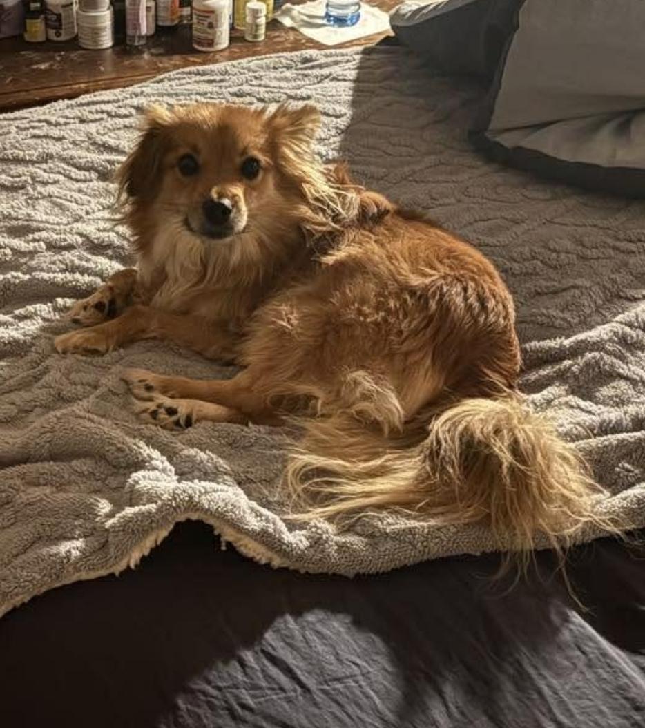 Enlarge Lilly (PPG), an adopted mixed breed in Winnipeg, MB image 3/5