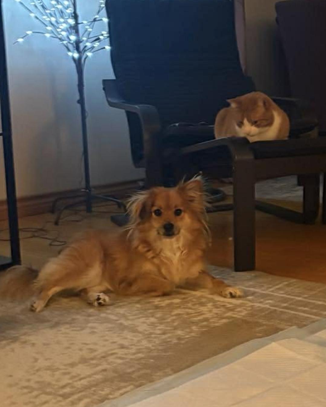 Enlarge Lilly (PPG), an adopted mixed breed in Winnipeg, MB image 2/5