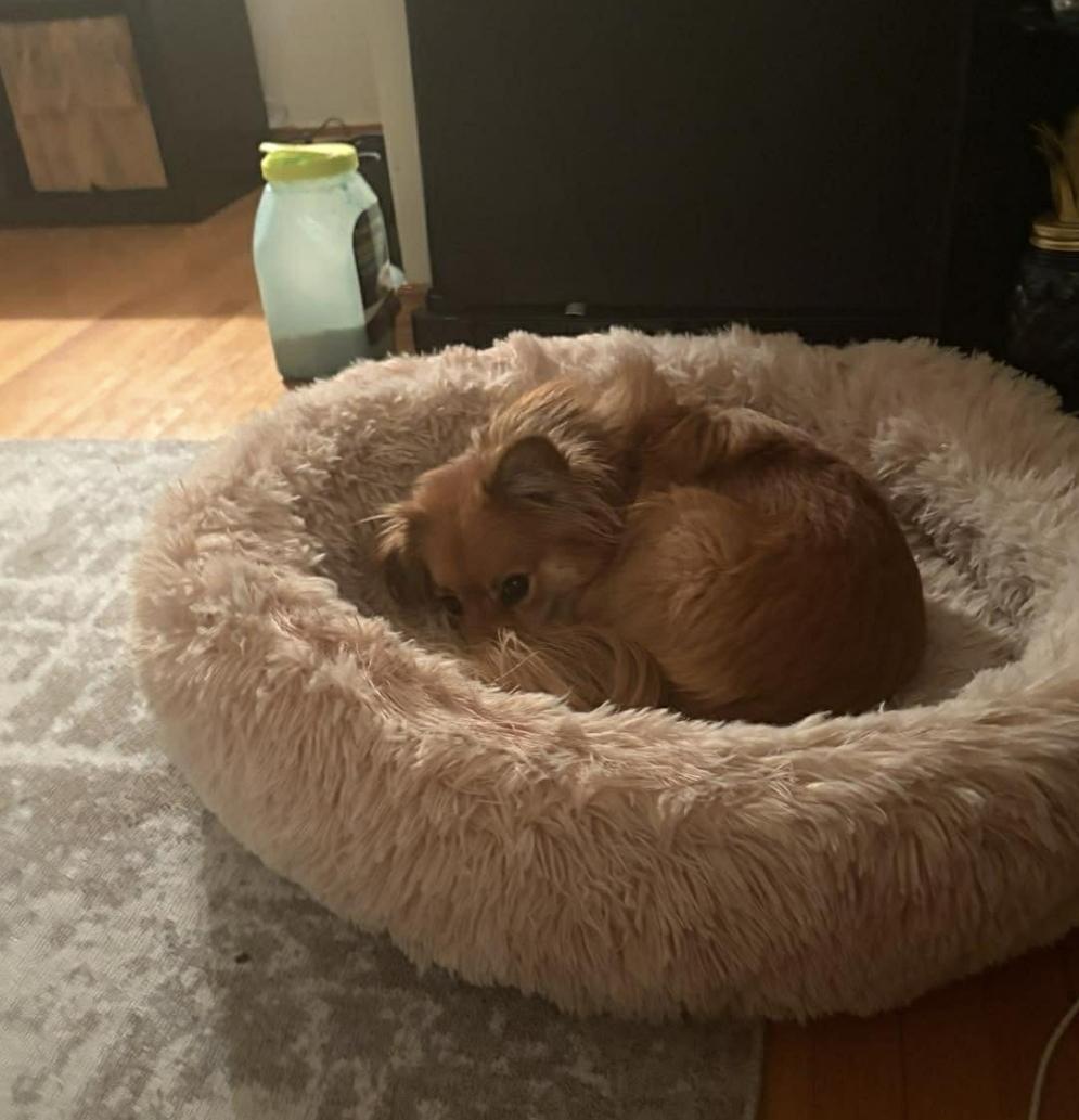 Enlarge Lilly (PPG), an adopted mixed breed in Winnipeg, MB image 5/5