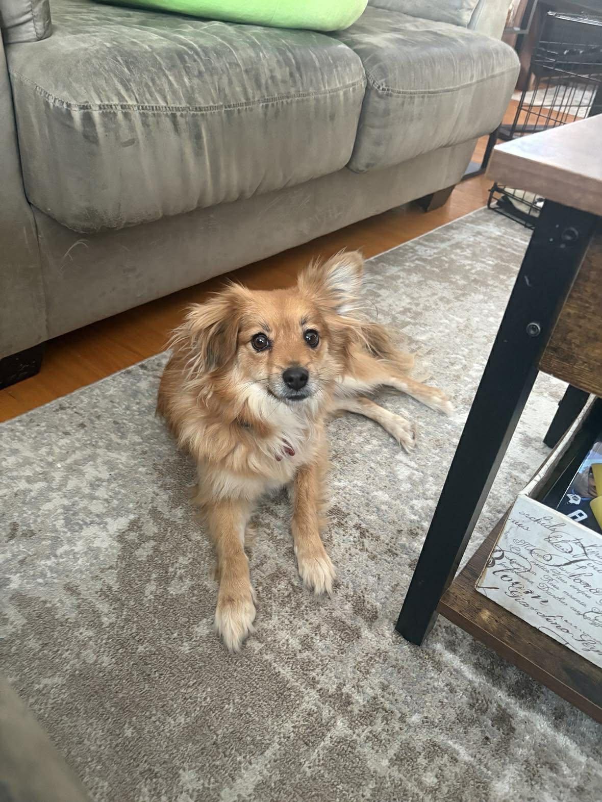 Enlarge Lilly (PPG), an adopted mixed breed in Winnipeg, MB image 1/5