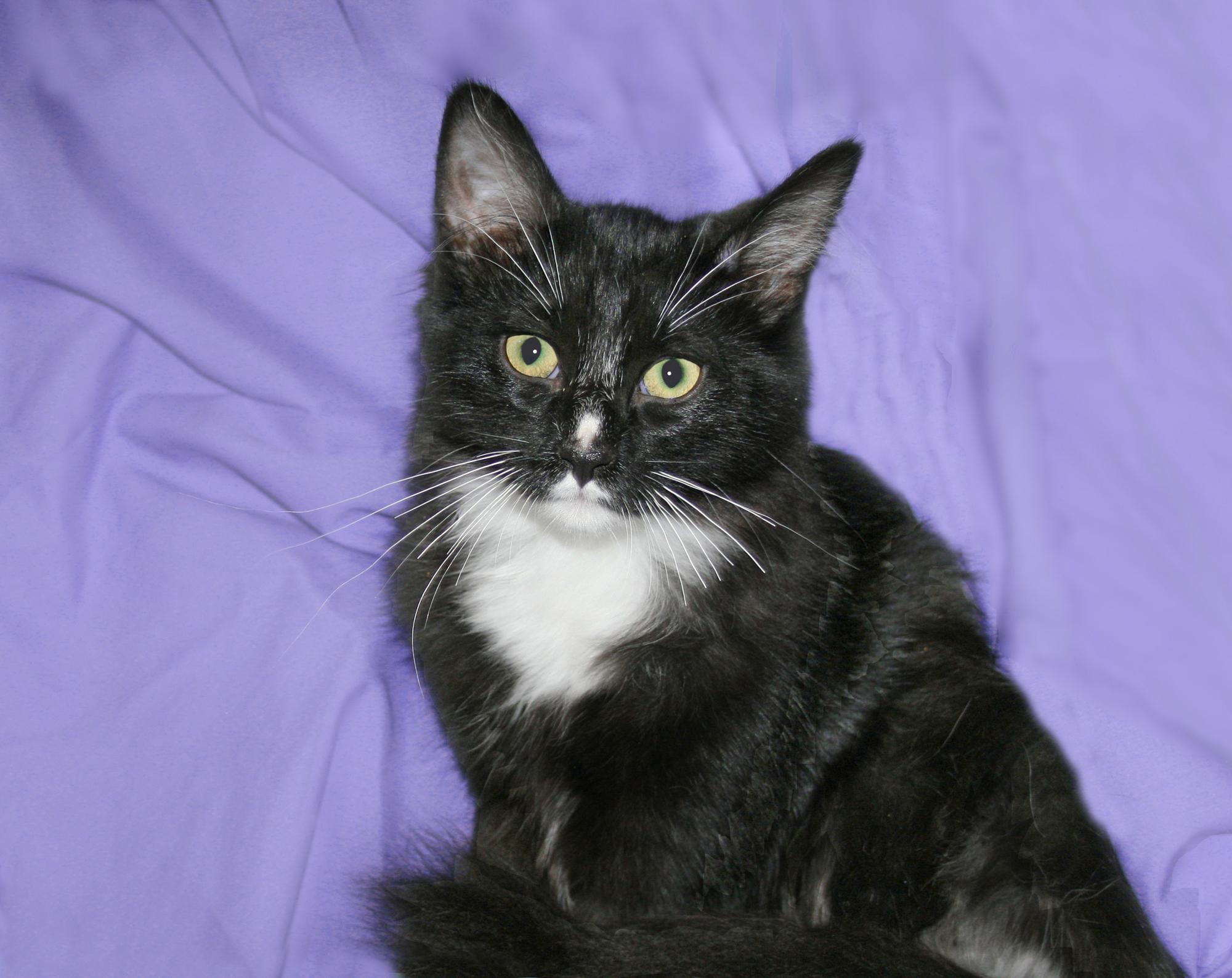 Lamont, adopted, Kitten Male Domestic Short Hair.