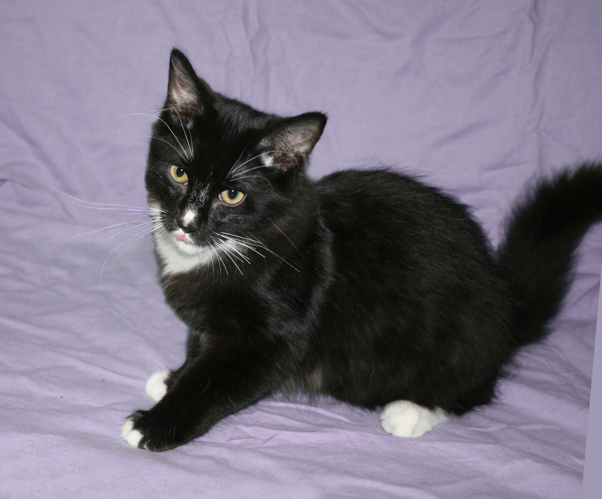Enlarge Lamont, an adopted Domestic Short Hair in Victoria, MN image 2/4