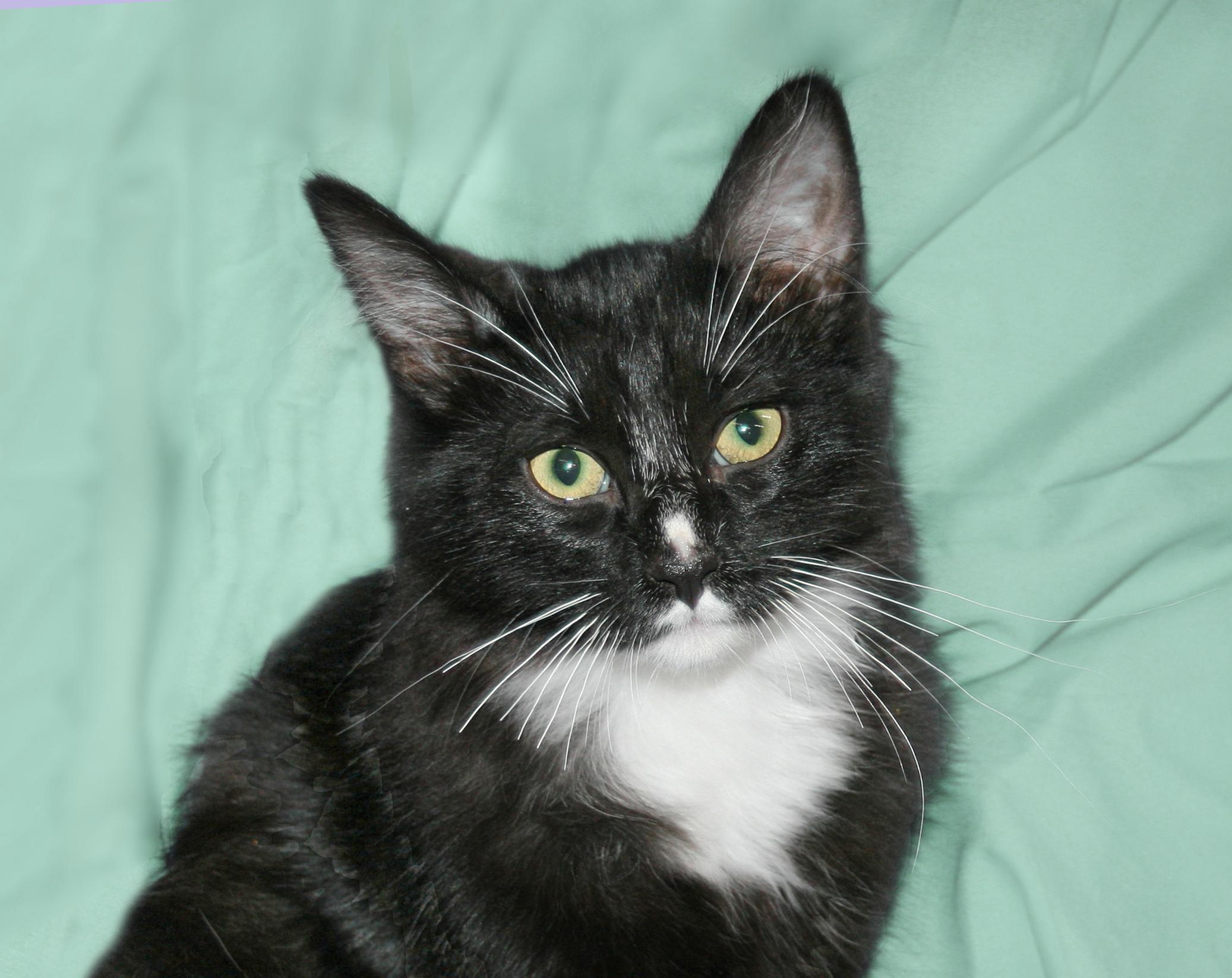 Enlarge Lamont, an adopted Domestic Short Hair in Victoria, MN image 3/4