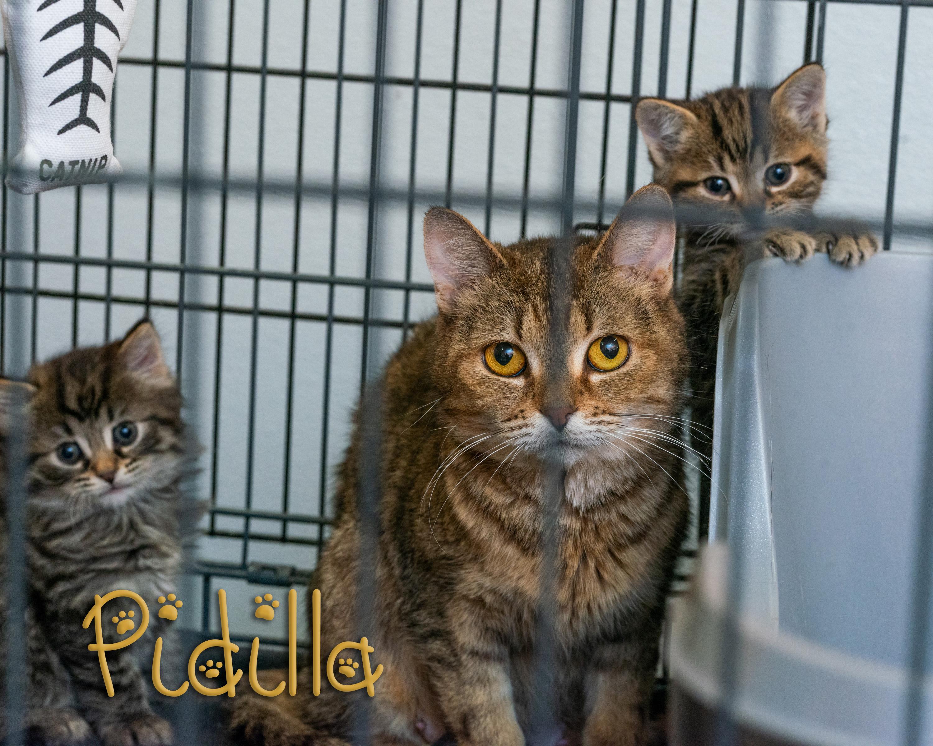 Pidilla