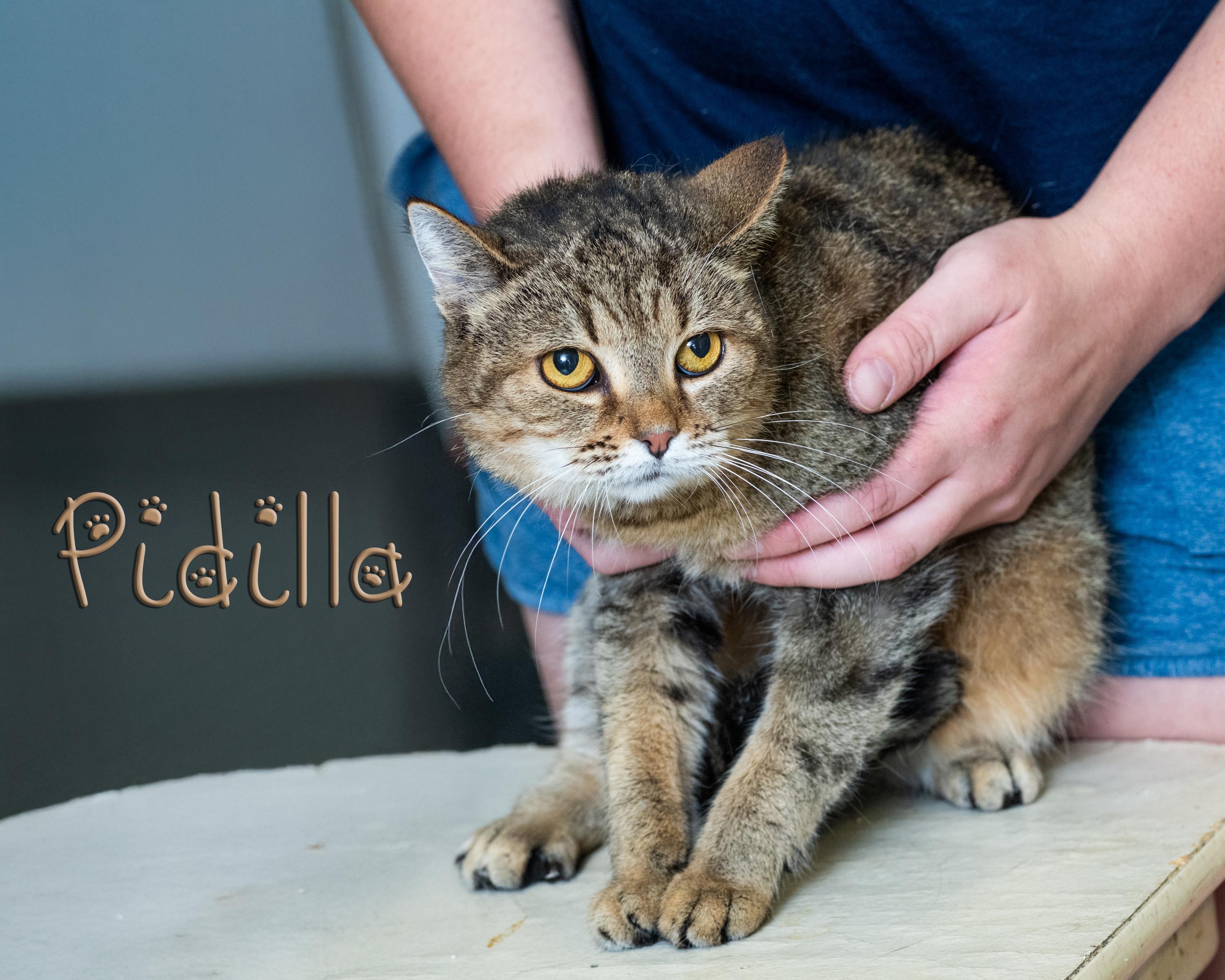 Enlarge Pidilla, a Adoptable Domestic Short Hair in Somerset, PA image 1/1