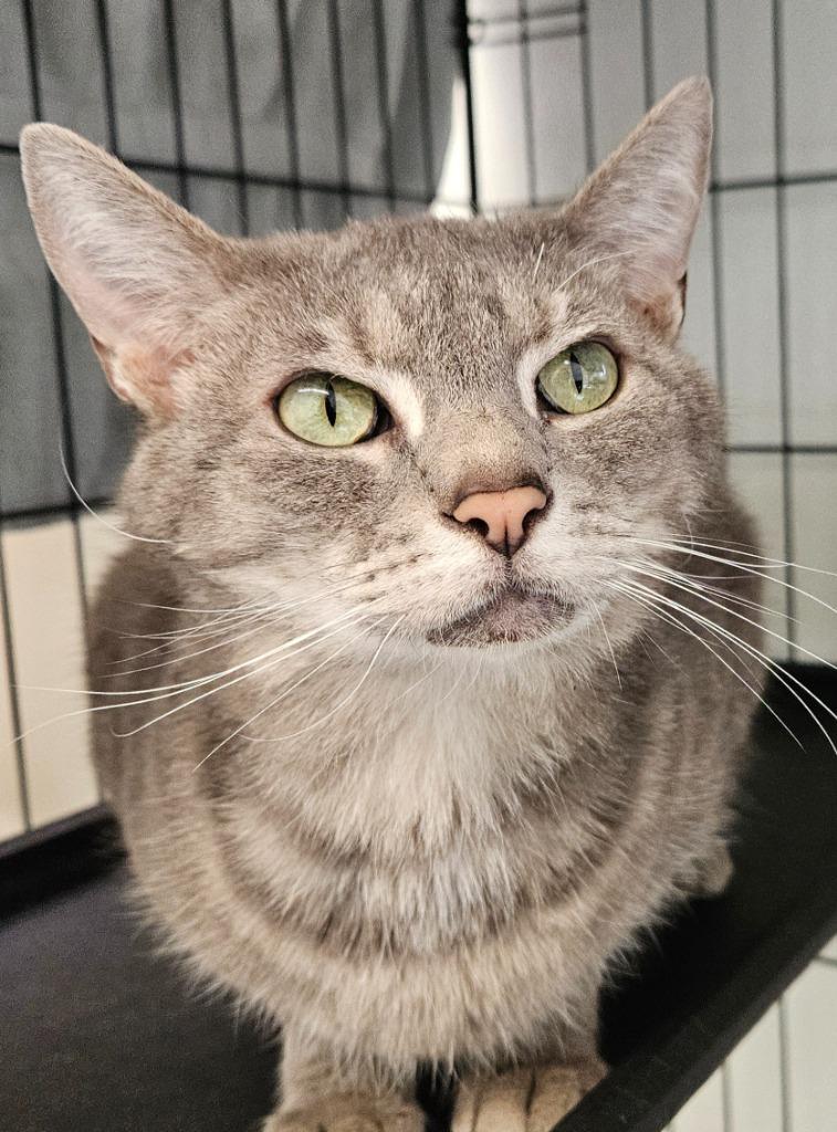 Enlarge Basil, a Adoptable mixed breed in Cumberland, ME image 3/5