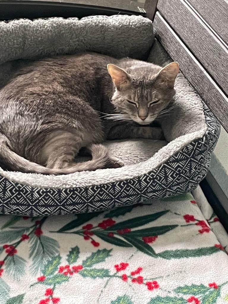 Enlarge Basil, a Adoptable mixed breed in Cumberland, ME image 5/5