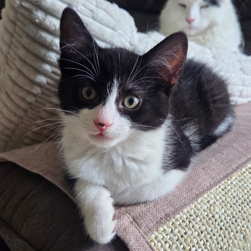 Rambo, an adopted Domestic Short Hair in Cranford, NJ image 1/4