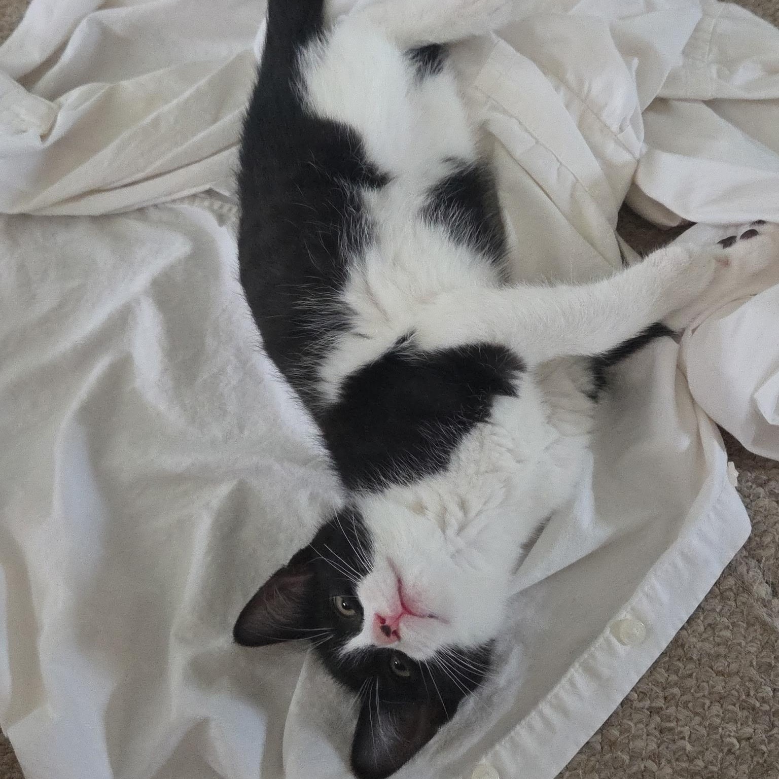 Rambo, an adopted Domestic Short Hair in Cranford, NJ image 4/4