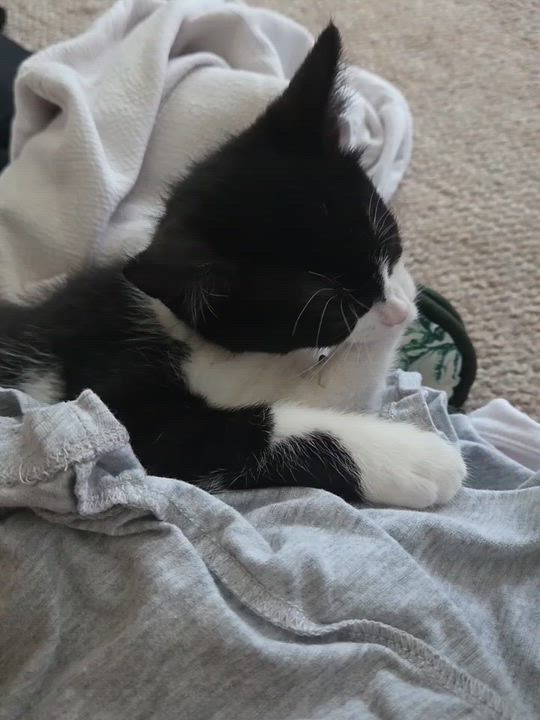 Enlarge Rambo, an adopted Domestic Short Hair in Cranford, NJ video 2/4