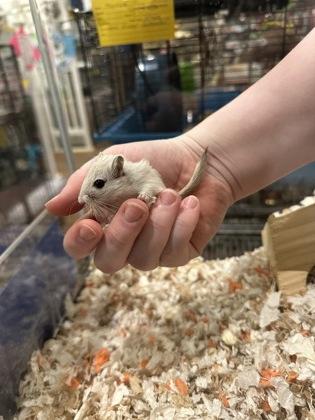 Daphne (with Morticia), Young Female Gerbil