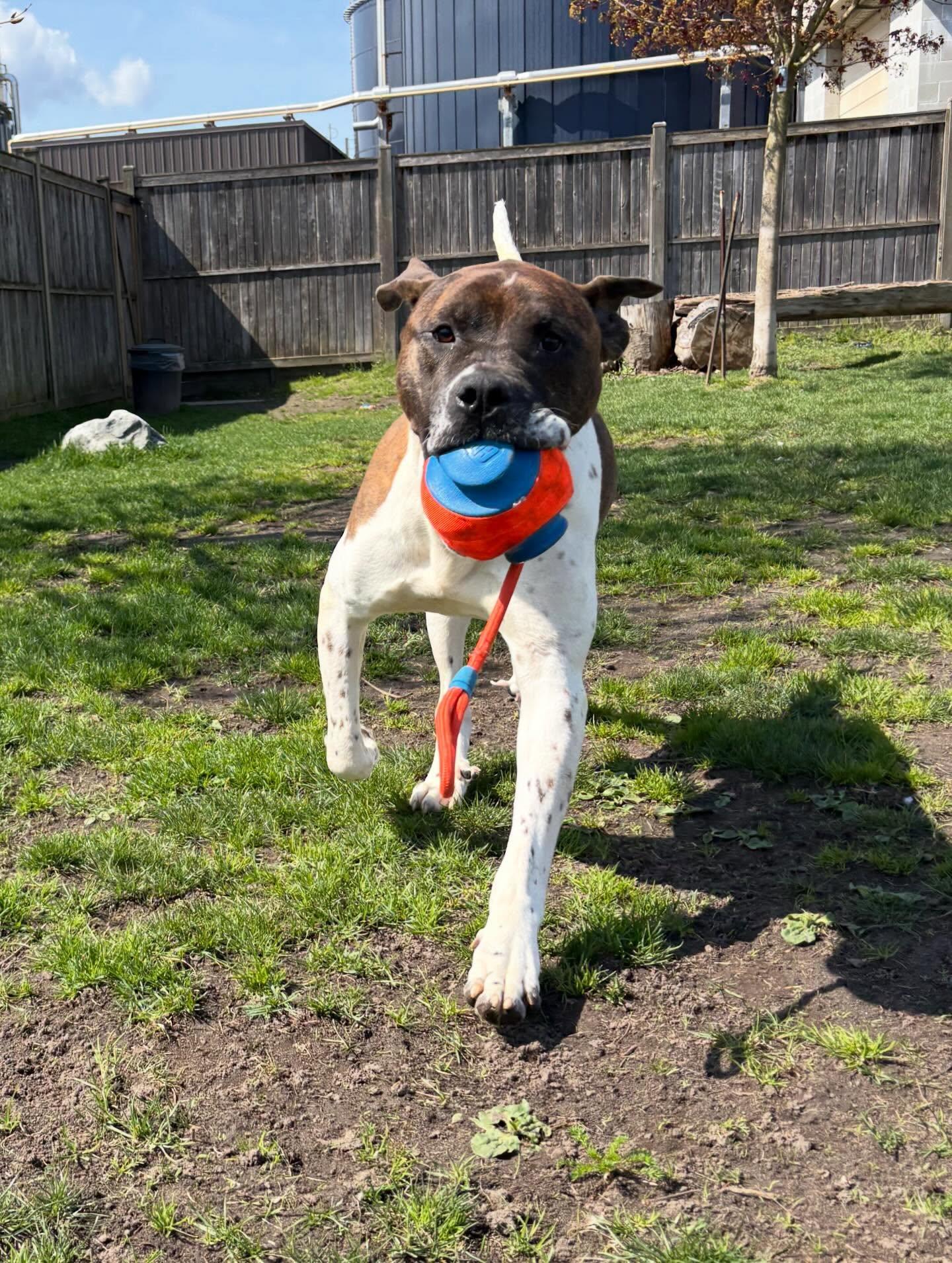 Enlarge Kipp - ADOPTABLE, a ADOPTABLE mixed breed in Chilliwack, BC image 1/6