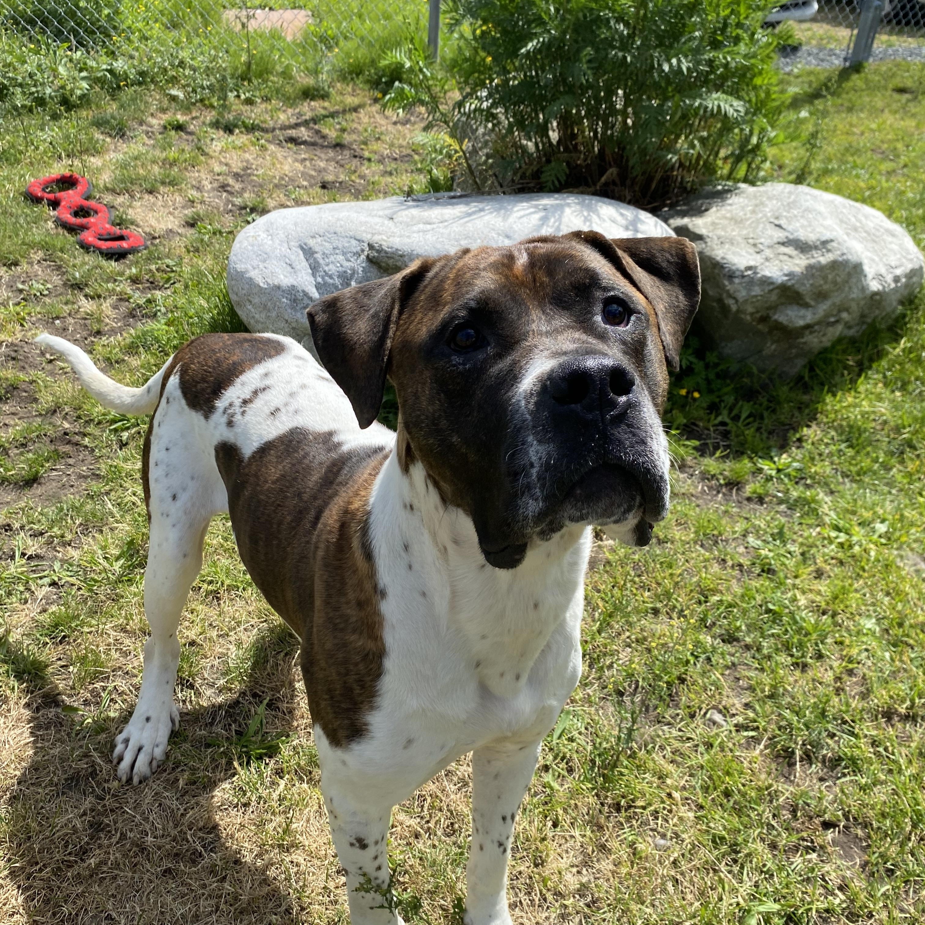 Enlarge Kipp - ADOPTABLE, a ADOPTABLE mixed breed in Chilliwack, BC image 6/6