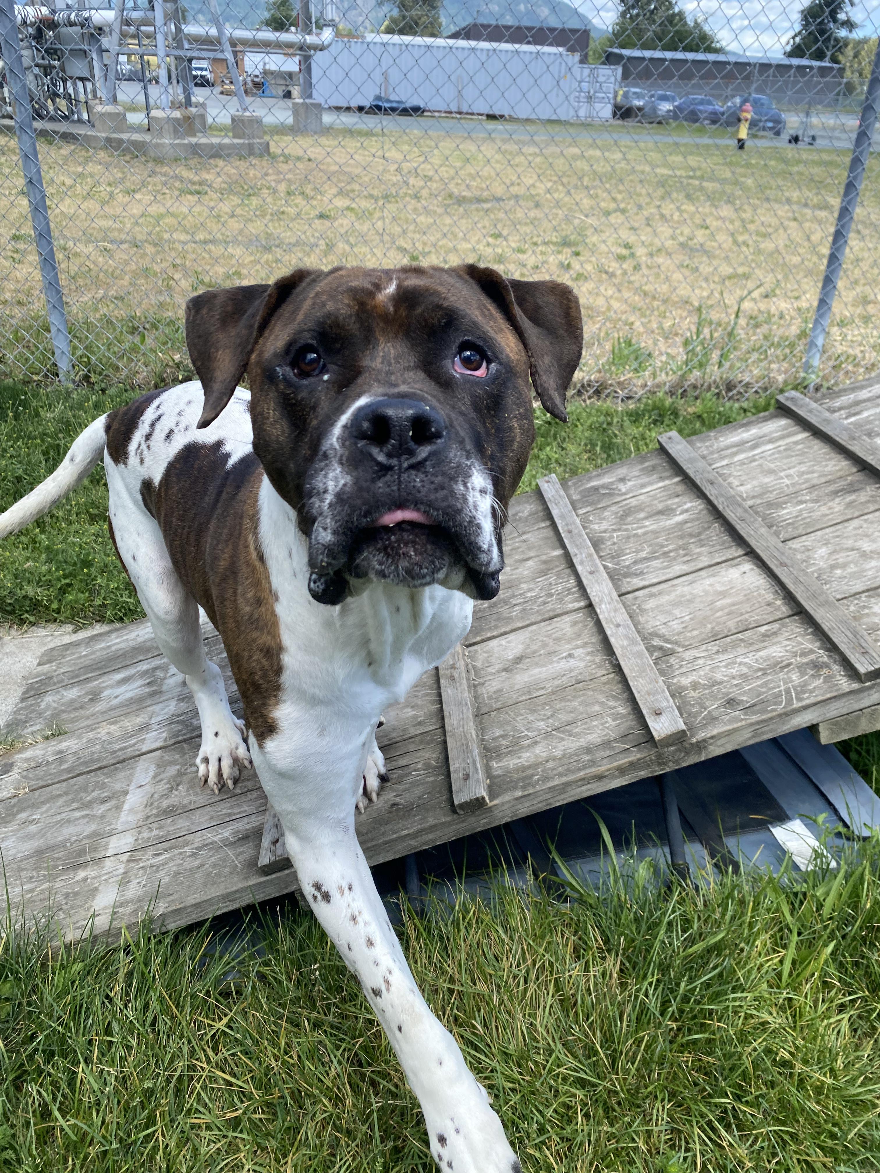 Enlarge Kipp - ADOPTABLE, a ADOPTABLE mixed breed in Chilliwack, BC image 3/6